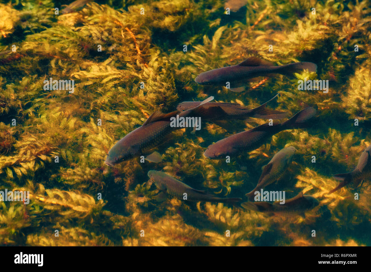 Black Koi a nuotare in una vasca piena di piante sommerse. Foto Stock