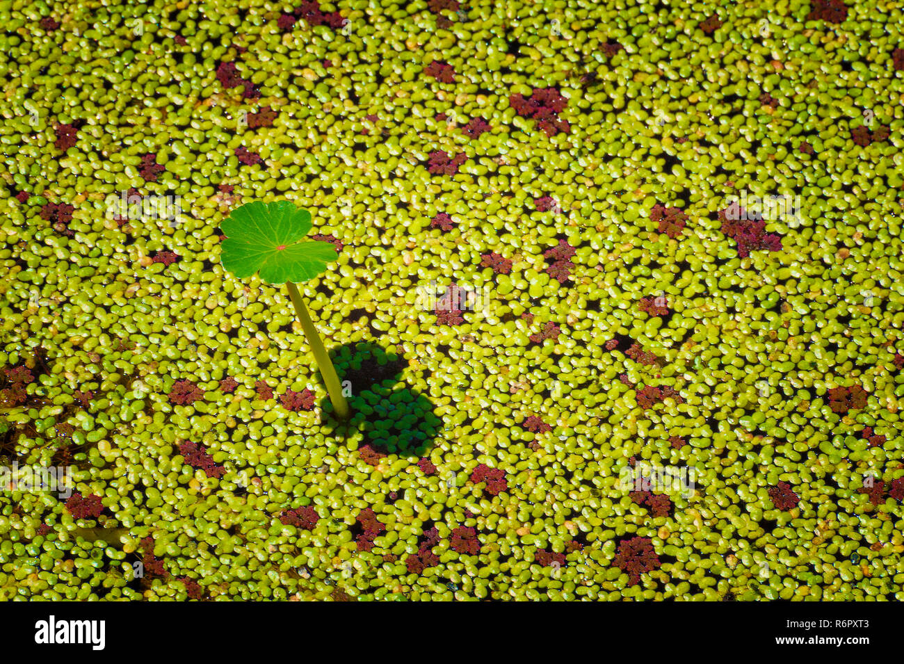 Una nuova lotus leaf si erge sopra la superficie dello stagno coperto con galleggiante di lenticchie d'acqua. Foto Stock