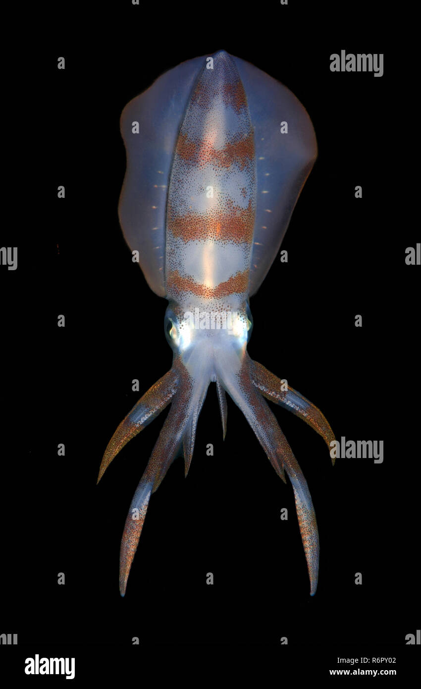 Reef Bigfin squid (Sepioteuthis lessoniana), Bohol Mare, Cebu, Filippine, Sud-est asiatico Foto Stock