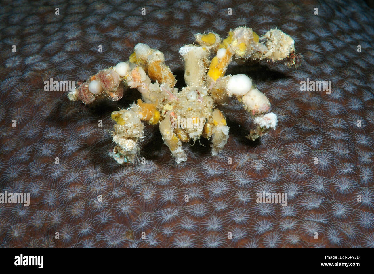 Ragno granchio decoratore (Camposcia retusa) Bohol Mare, Cebu, Filippine, Sud-est asiatico Foto Stock