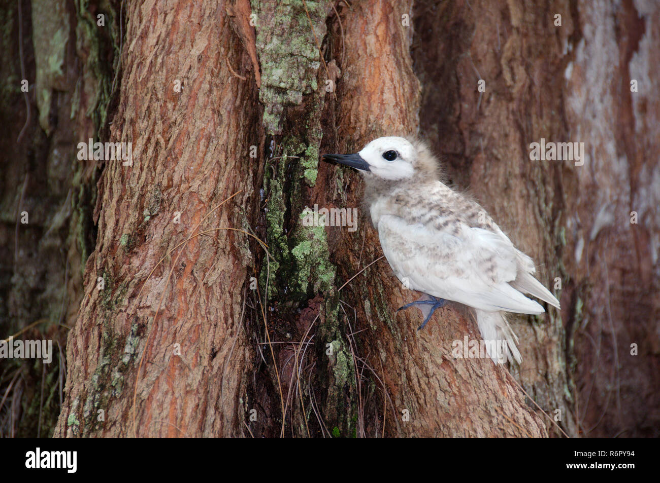 Fata, Bianco Tern uccello o Holy Ghost bird (Gygis alba) baby, Denis Island, Seicelle Foto Stock