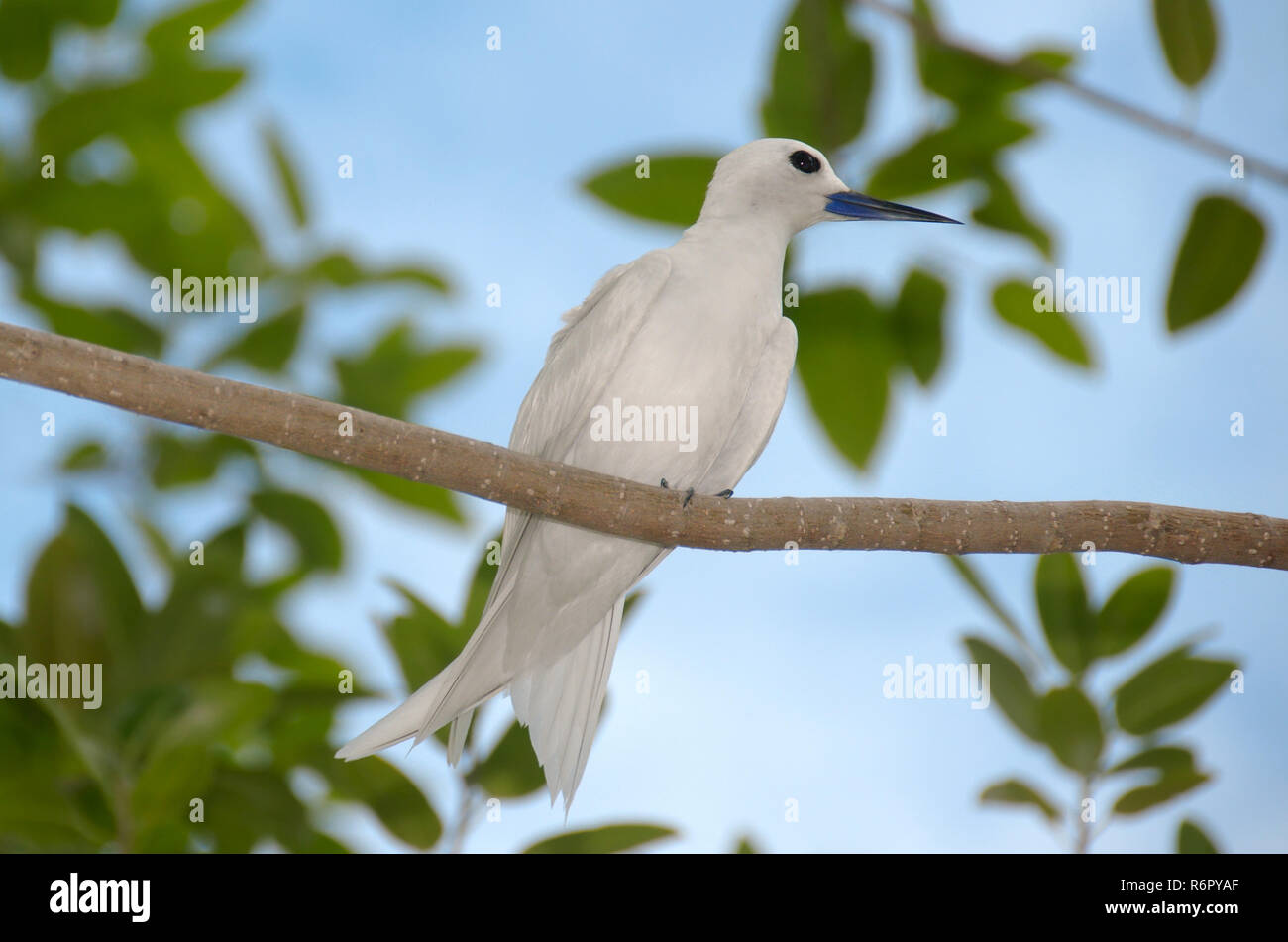 Fata, Bianco Tern uccello o Holy Ghost bird (Gygis alba) è seduta su un ramo, Denis Island, Seicelle Foto Stock