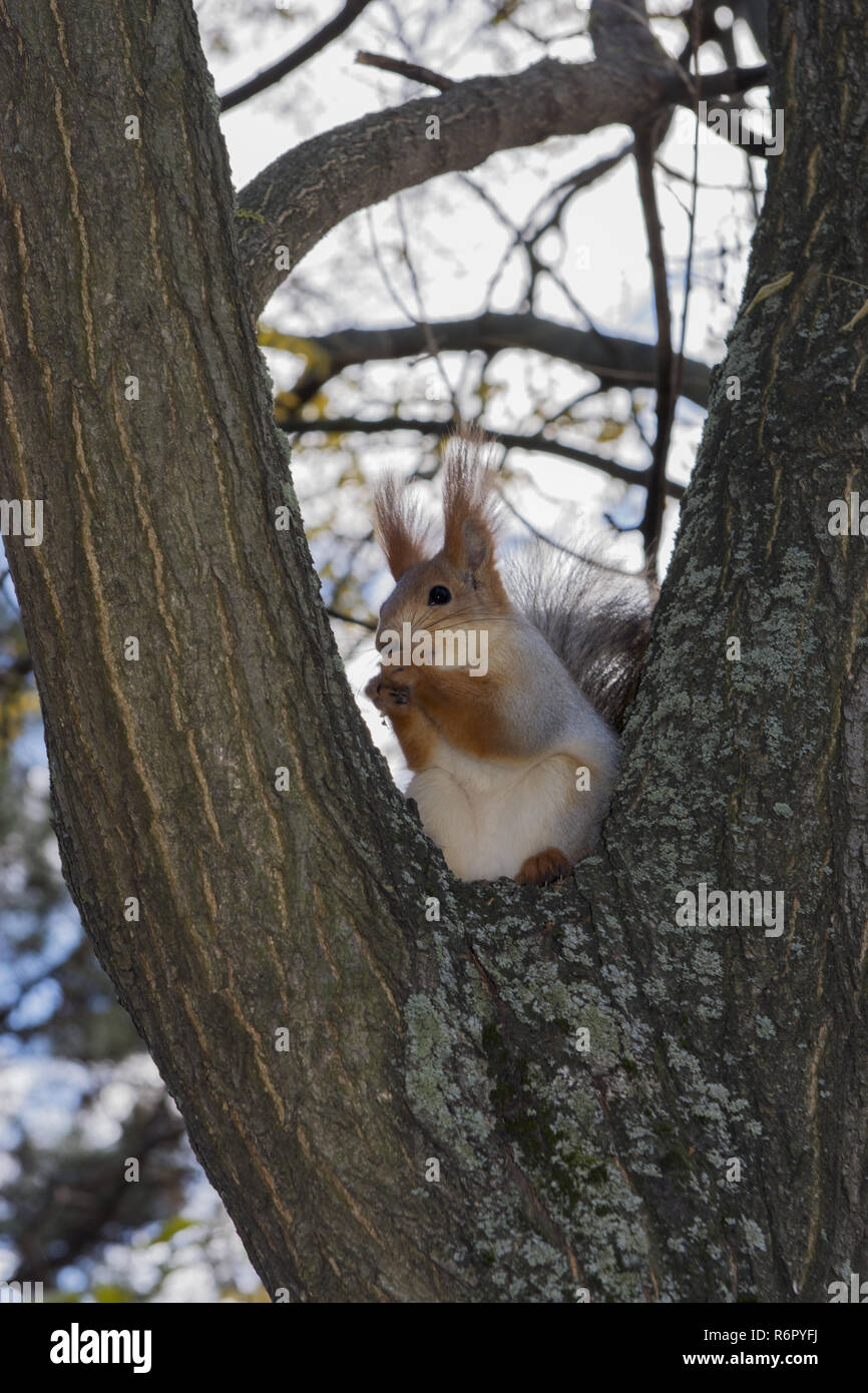 Scoiattolo rosso o rosso eurasiatico scoiattolo (Sciurus vulgaris) è seduta sul tronco di un albero di derivazione e mangiare un dado, Odessa, Ucraina, Europa orientale Foto Stock