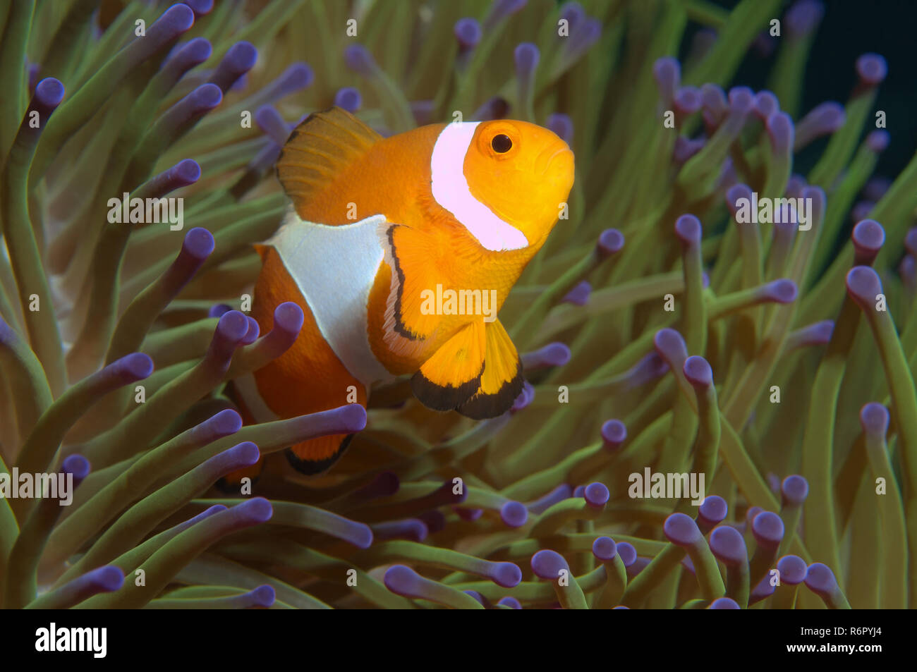 Ocellaris clownfish, false percula clownfish o comuni o clownfish (Amphiprion ocellaris) sul Mare del Sud della Cina, Redang, Malaysia, Asia Foto Stock