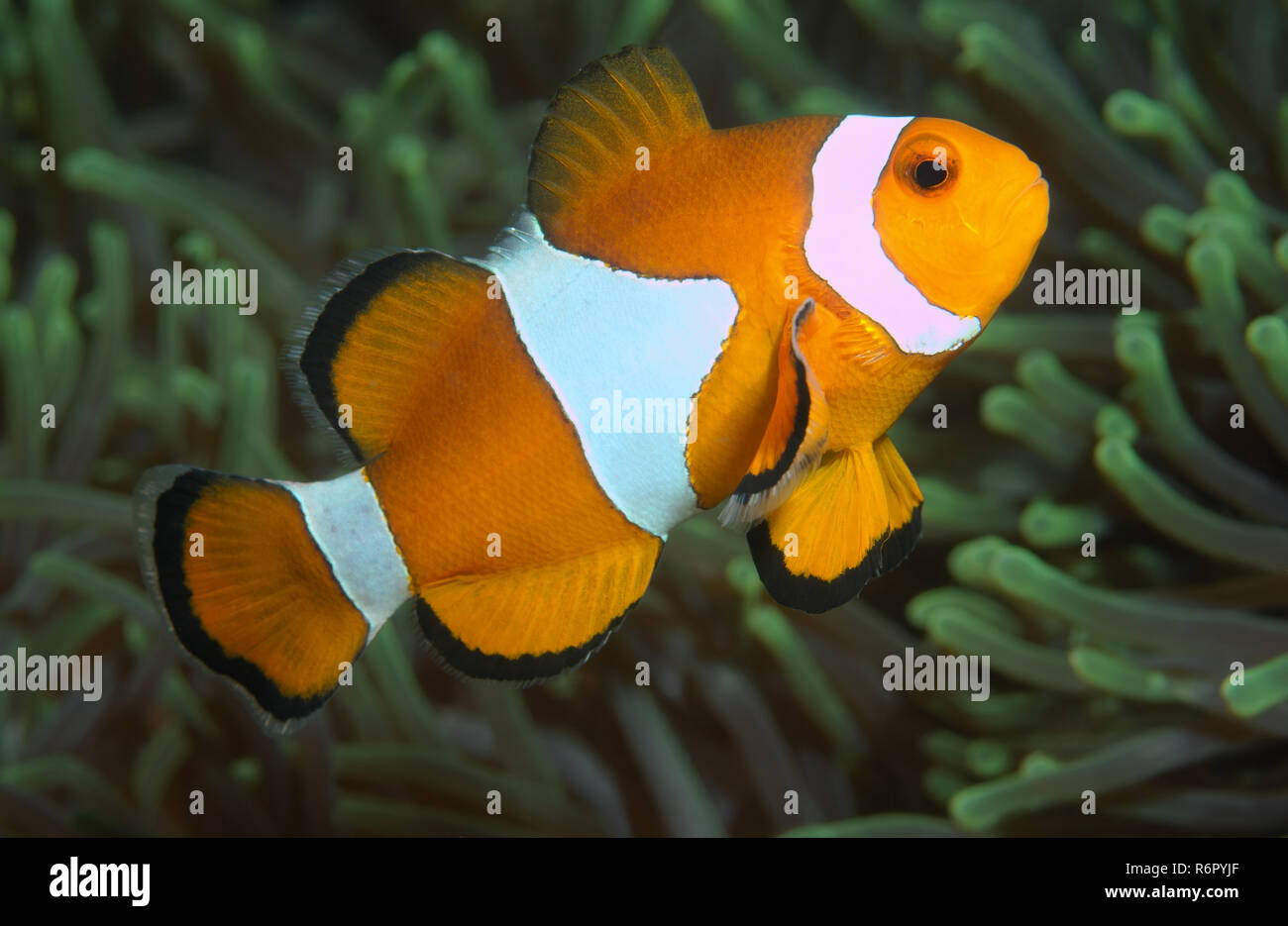 Ocellaris clownfish, false percula clownfish o comuni o clownfish (Amphiprion ocellaris) sul Mare del Sud della Cina, Redang, Malaysia, Asia Foto Stock