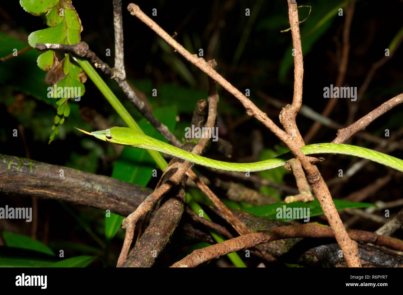 A becco lungo serpente ad albero, vitigno verde serpente a becco lungo serpente frusta o Asian vine snake (Ahaetulla nasuta) riserva forestale di Sinharaja, parco nazionale, Sinhara Foto Stock