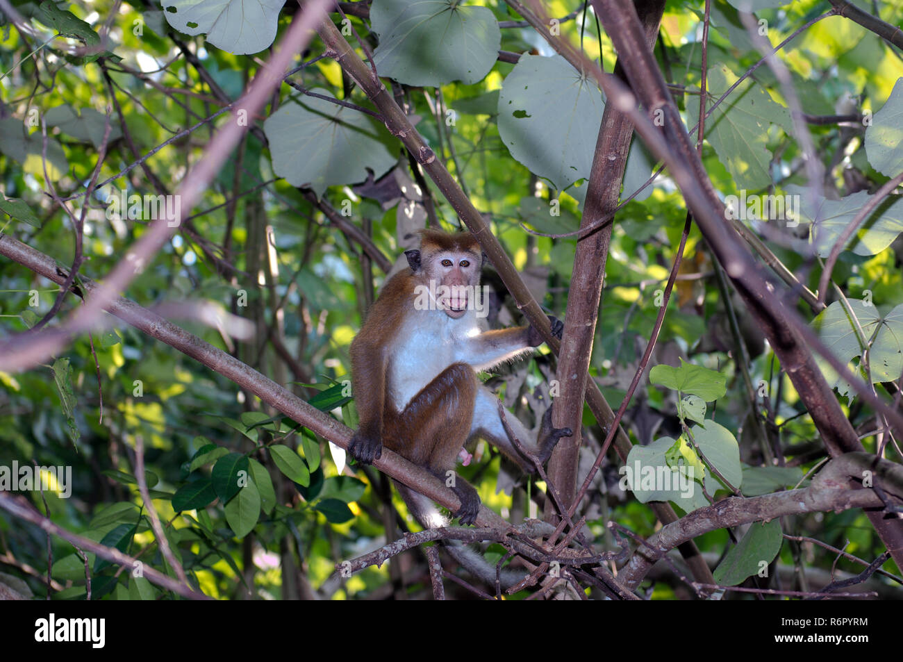 Toque macaque (Macaca sinica) seduto su un ramo e guarda con la bocca aperta, Hikkaduwa, Sri Lanka, Sud Asia Foto Stock
