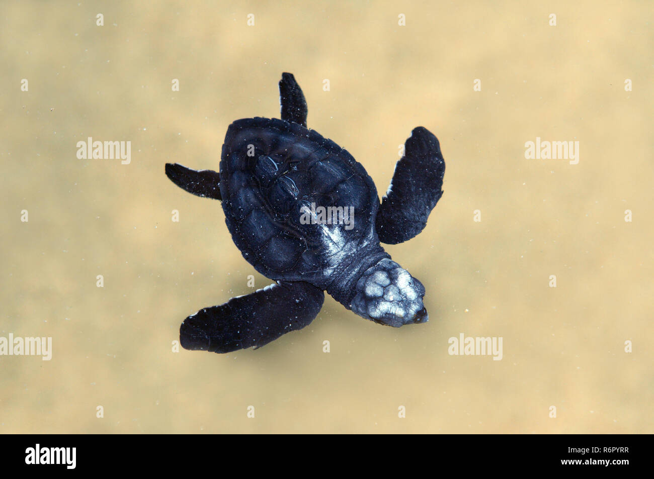 Baby Pacific ridley SEA TURTLE, olive ridley sea turtle o Ridely Oliva (Lepidochelys olivacea) nuotare in acque poco profonde, Oceano Indiano, Hikkaduwa, S Foto Stock