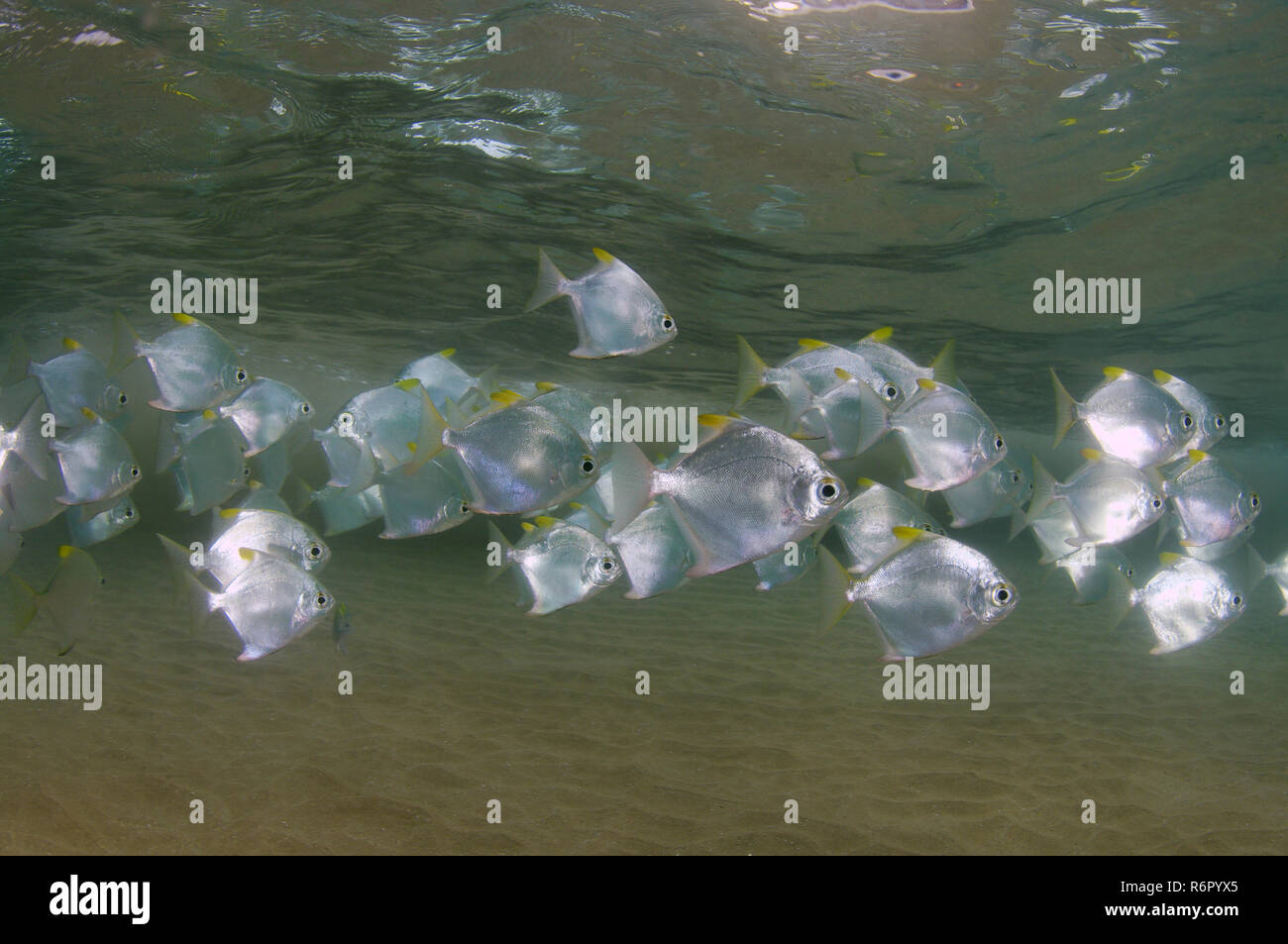 Scuola di pesce argento moony', argento, moonfish fingerfish, Mono, diamond moonfish o: la malese angel (Monodactylus argenteus) Oceano Indiano, Hikkaduwa, S Foto Stock
