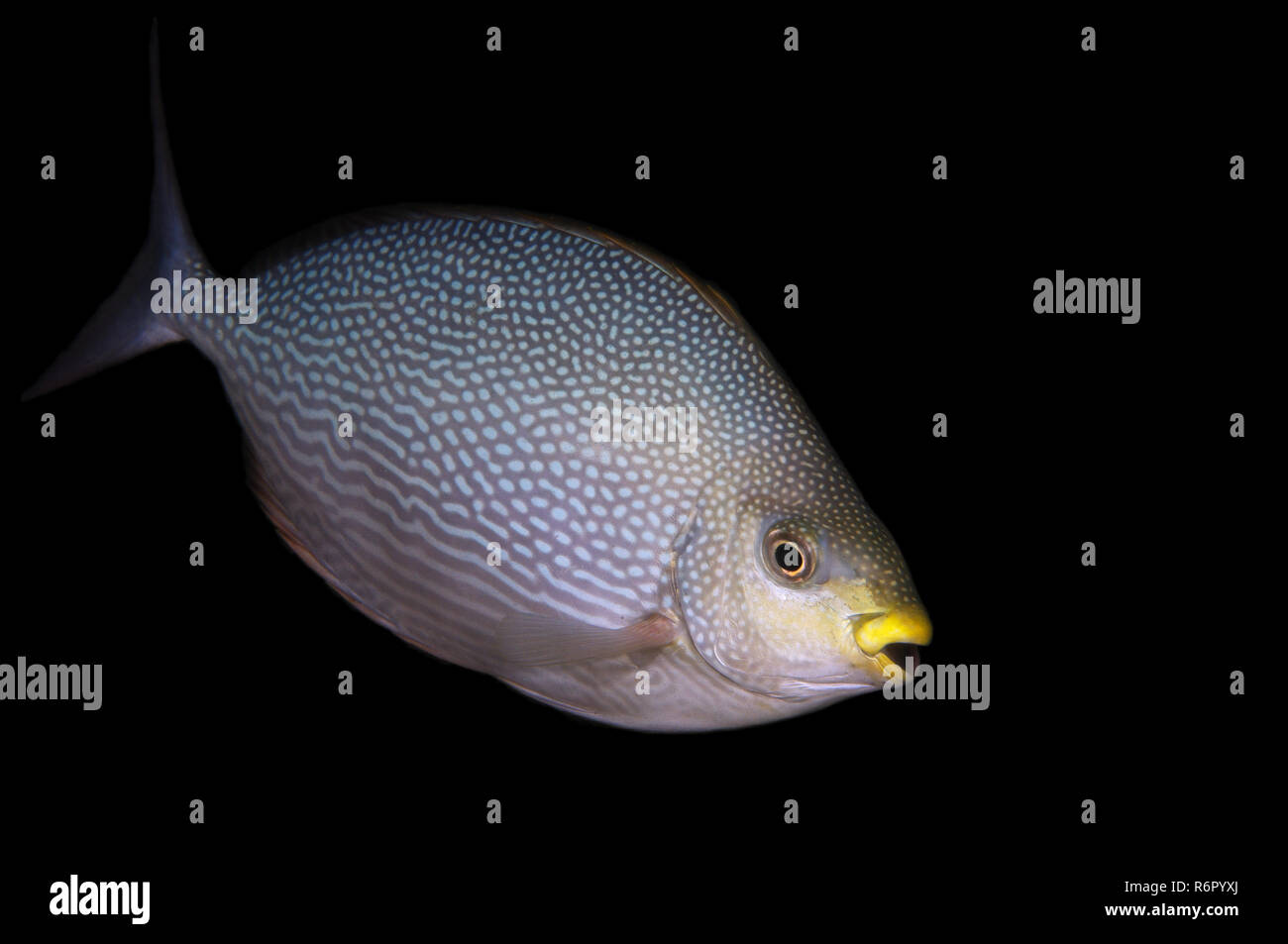 Striature spinefoot, striata spinefoot o Java rabbitfish (Siganus javus) Oceano Indiano, Hikkaduwa, Sri Lanka, Sud Asia Foto Stock