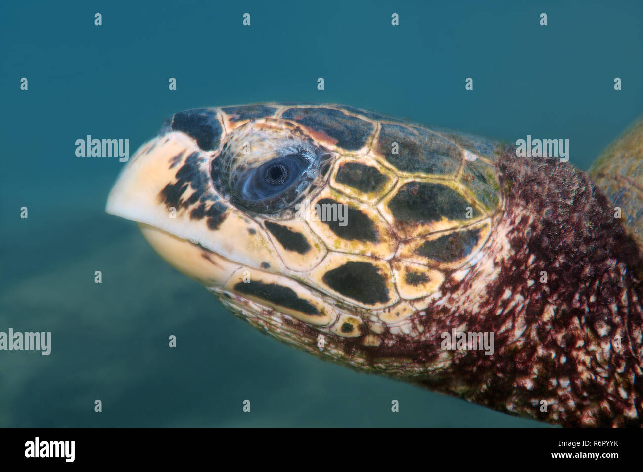 Ritratto Hawksbill tartaruga di mare (Eretmochelys imbricata), Oceano Indiano, Hikkaduwa, Sri Lanka, Sud Asia Foto Stock