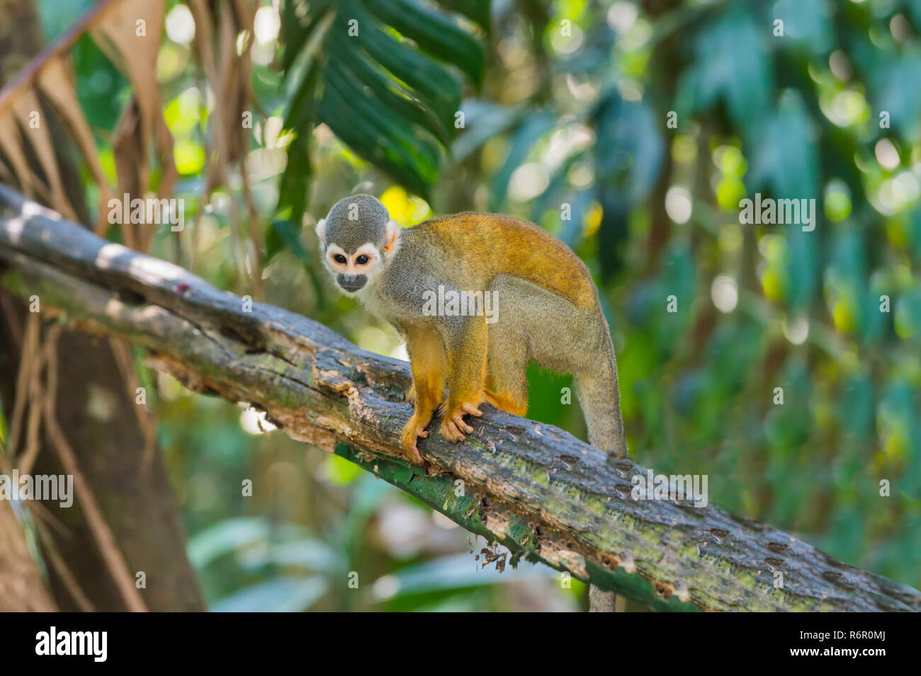 Scimmia di scoiattolo (Saimiri sciureus), stato dell'Amazzonia, Brasile Foto Stock