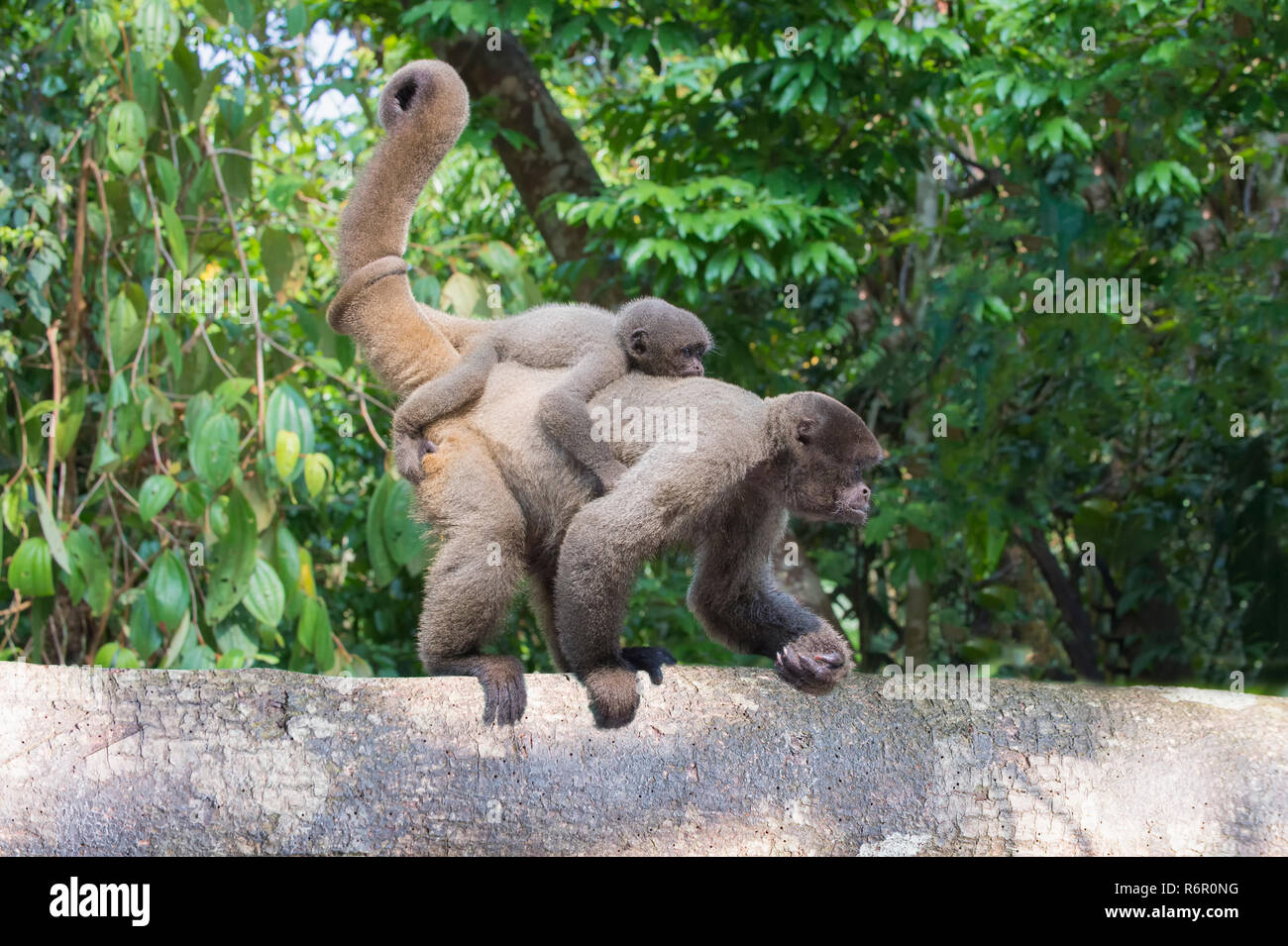 Marrone femmina lanosi scimmia o Comune lanosi scimmia o Humboldt's lanosi scimmia (Lagothrix lagotricha) con il suo bambino, vulnerabili, stato di Amazzonia, Brasile Foto Stock