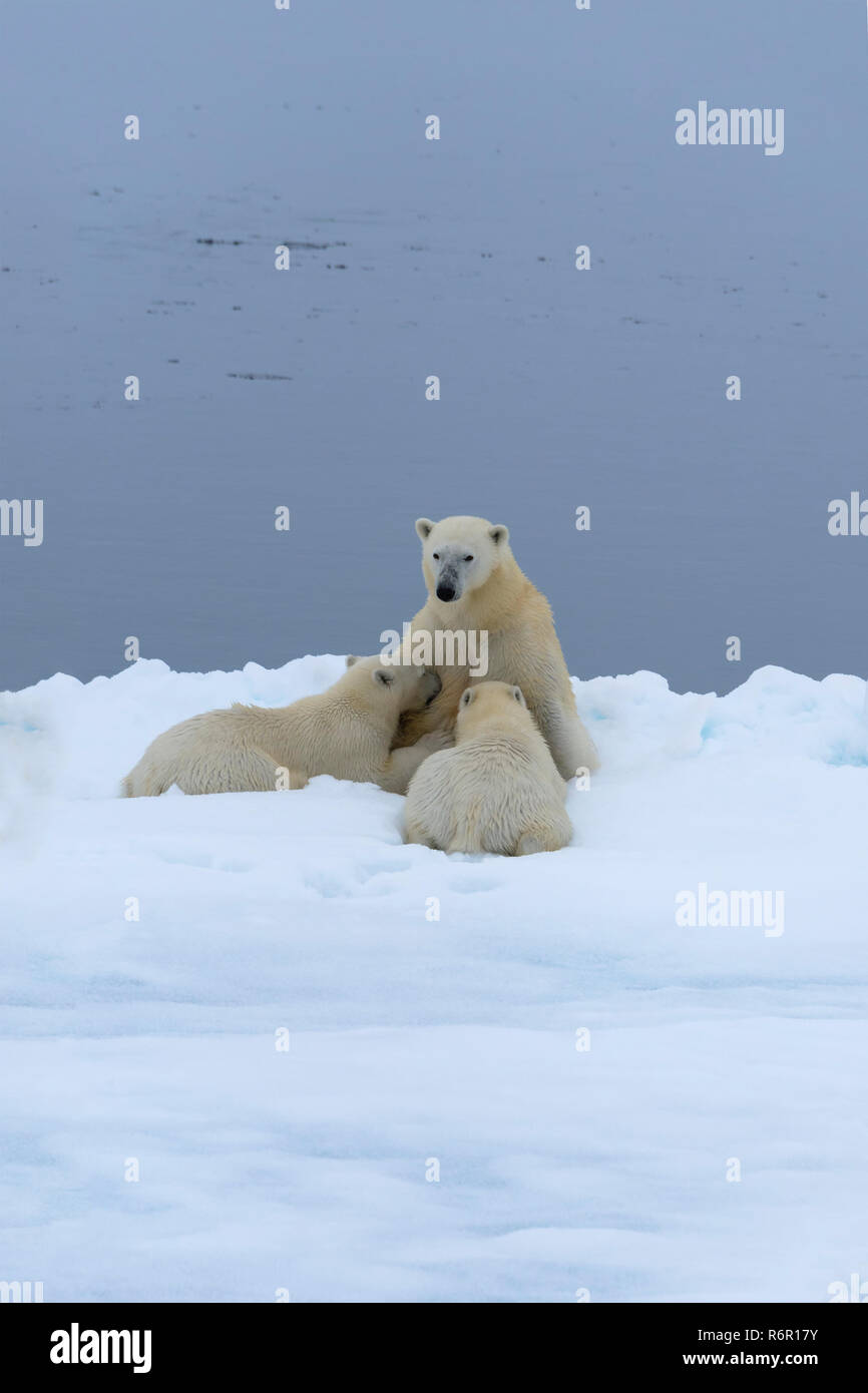 Madre di orso polare (Ursus maritimus) nursing due cuccioli sul bordo di un ghiaccio fondente floe, isola Spitsbergen, arcipelago delle Svalbard, Norvegia, Europa Foto Stock