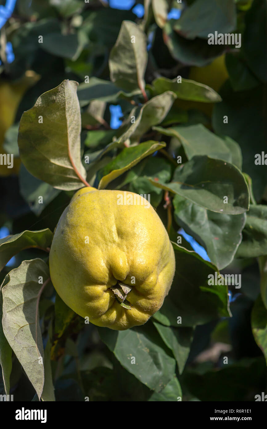 Frutti maturi, mela cotogna (Cydonia oblonga) sull'albero, Germania Foto Stock