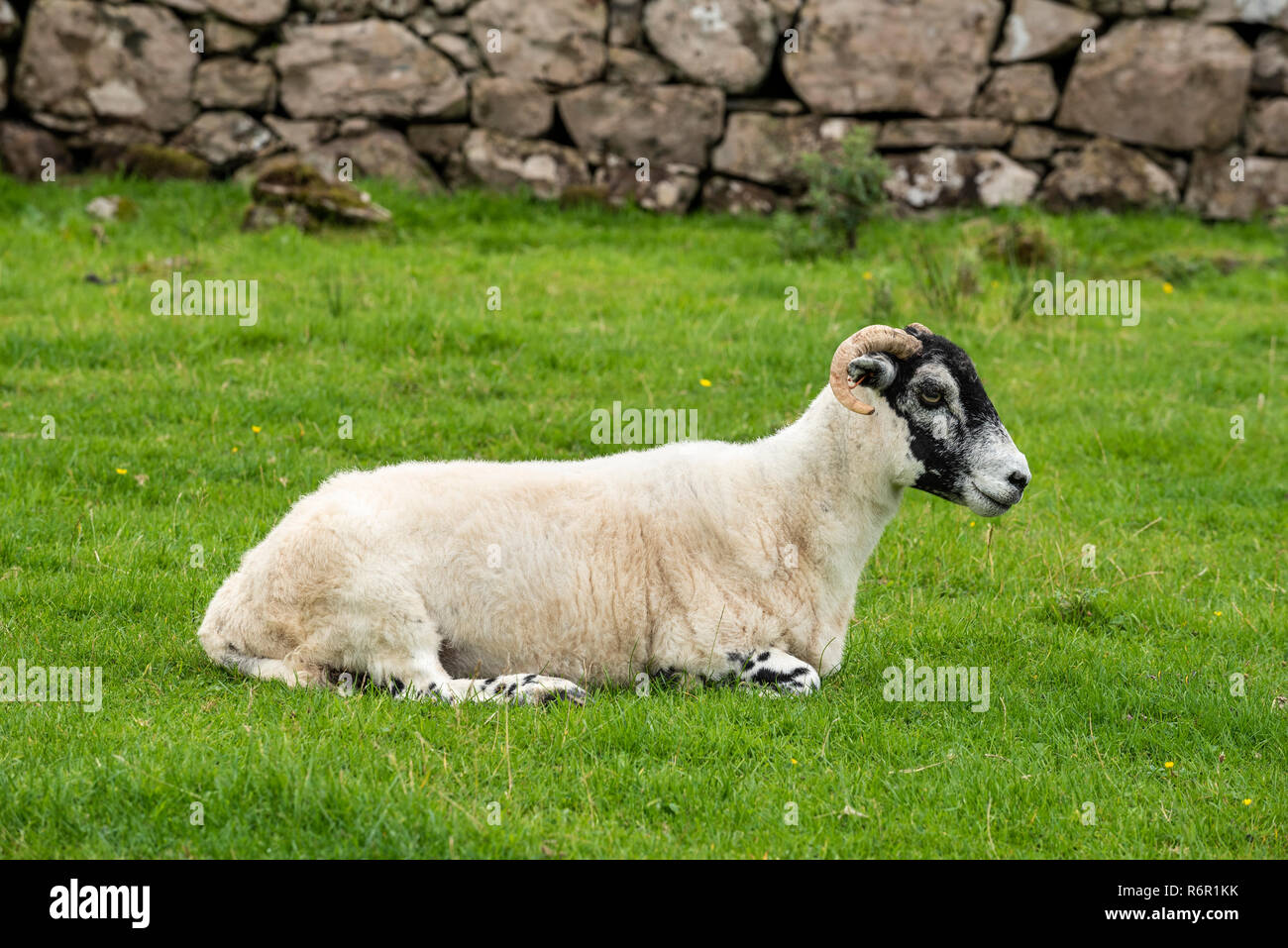Pecore Dalesbred giacente in erba, Isola di Skye in Scozia, Gran Bretagna Foto Stock