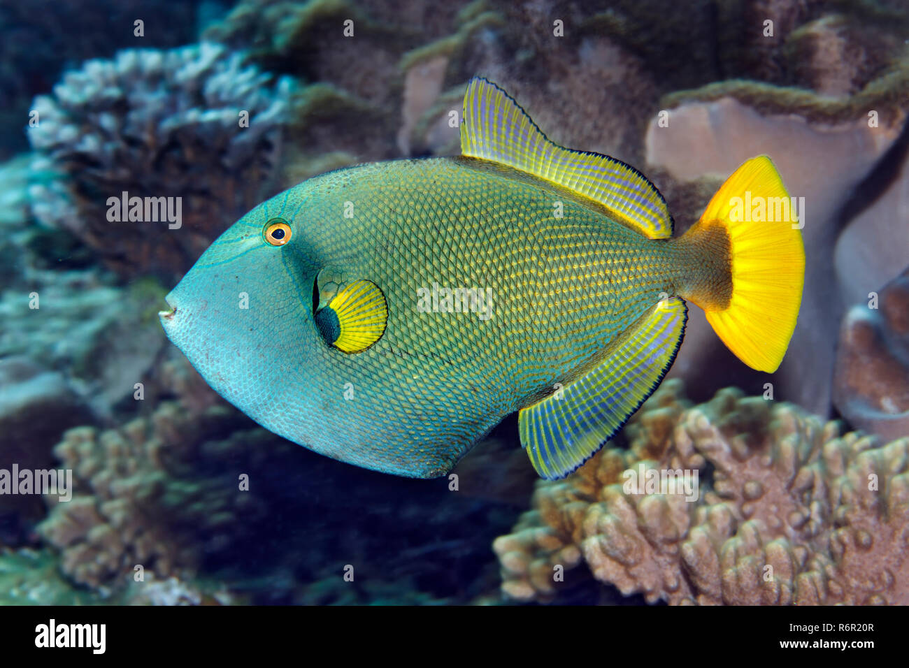 Witwen Drückerfisch, Rotschwanz Drückerfisch, (Melichthys vidua) schwimmt im Korallenriff, Farbvariante, Saparua, Insel, Molukken, Banda vedere, Pazifik, Foto Stock