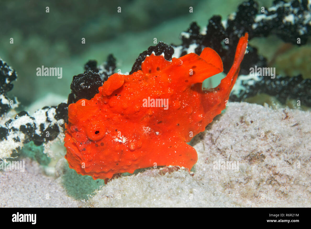 Rundflecken Anglerfisch, Gemalter Anglerfisch, (Antennarius pictus), rot, Saparua, Insel, Molukken, Banda vedere, Pazifik, Indonesien | dipinto di rana pescatrice, Foto Stock