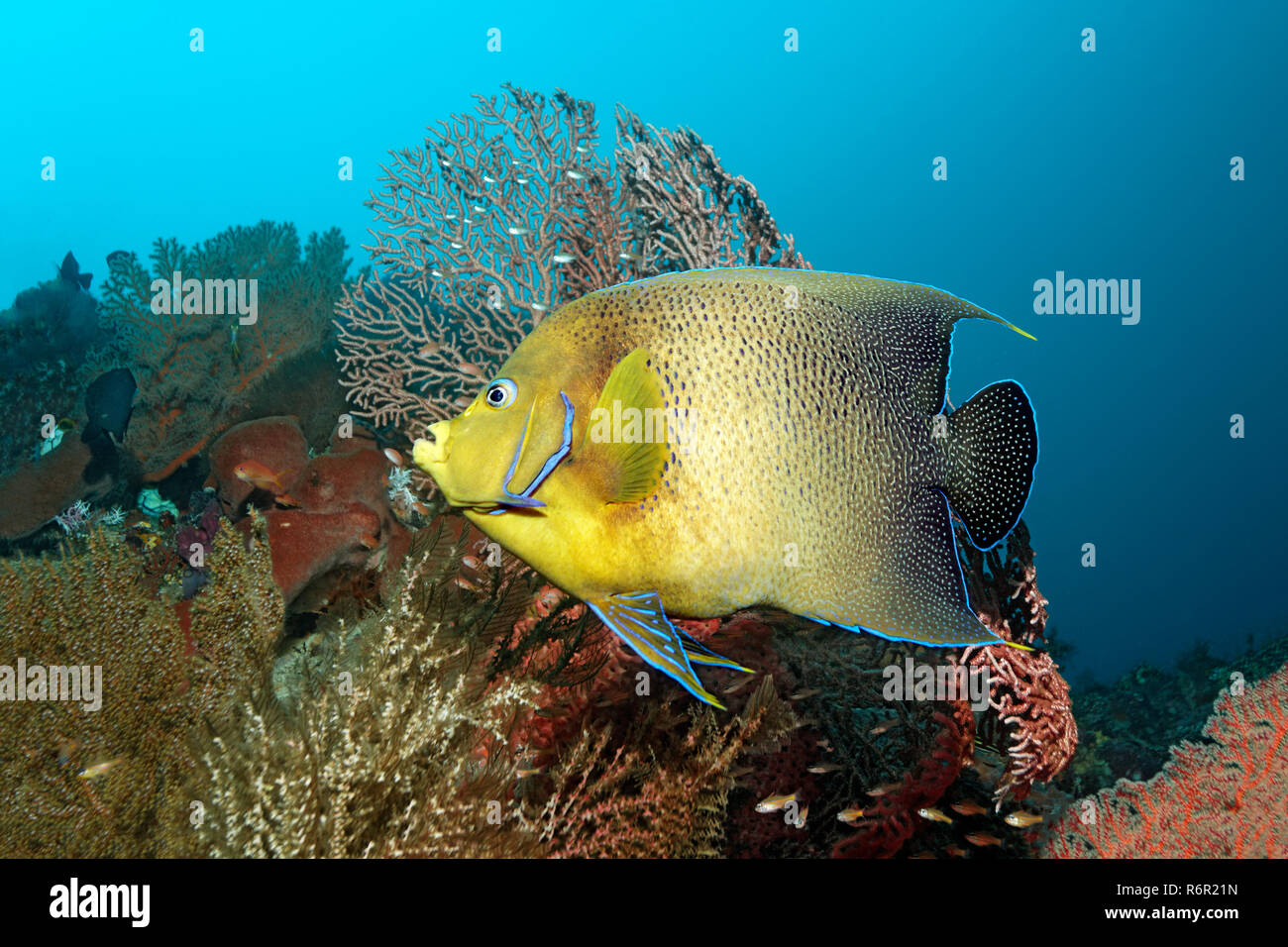 Corano Kaiserfisch, (Pomacanthus semicirculatus), schwimmt über Korallenriff, Saparua, Insel, Molukken, Banda vedere, Pazifik, Indonesien | Corano angelfis Foto Stock