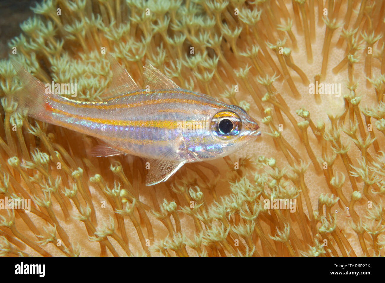 Gelbstreifen Kardinalbarsch, (Apogon cyanosoma), Lederkoralle, Saparua, Insel, Molukken, Banda vedere, Pazifik, Indonesien | Orangestriped Cardinalfish, Foto Stock