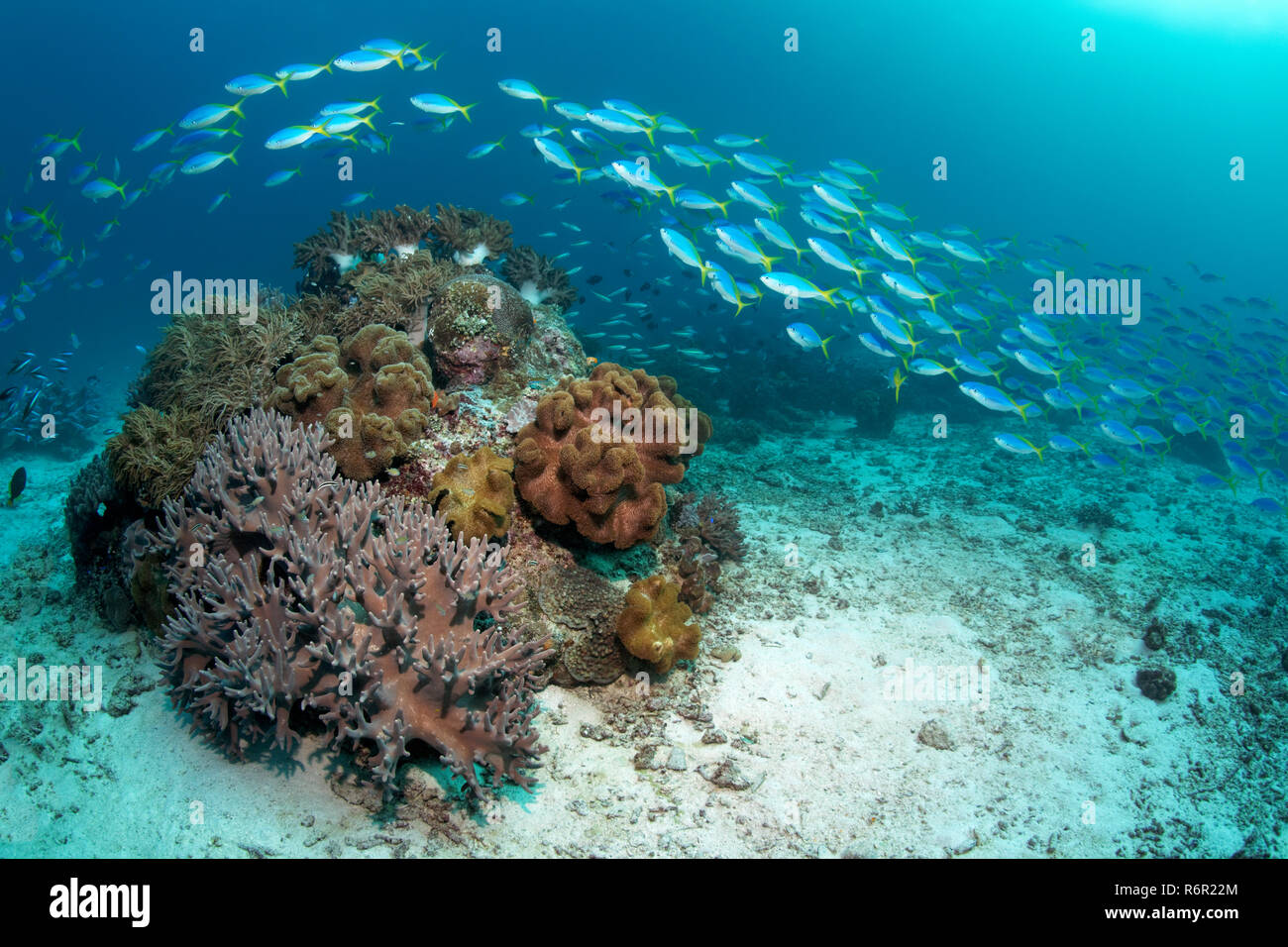 Schwarm, Gelber Blaurücken Füsilier, (Caesio teres) schimmt über kleines Korallenriff mit Weichkoralle, (Sinularia sp.), und Lederkorallen, (Sarcophyt Foto Stock