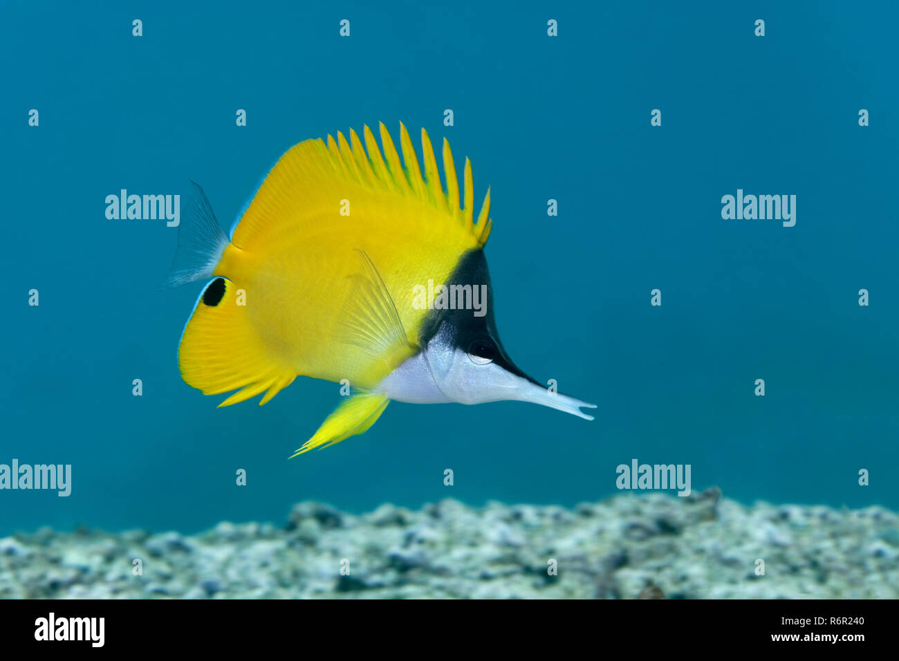 Gelber Masken Pinzettfisch, (Forcipiger flavissimus) schwimmt über Korallenriff, Saparua, Insel, Molukken, Banda vedere, Pazifik, Indonesien, Pazifik, Ba Foto Stock