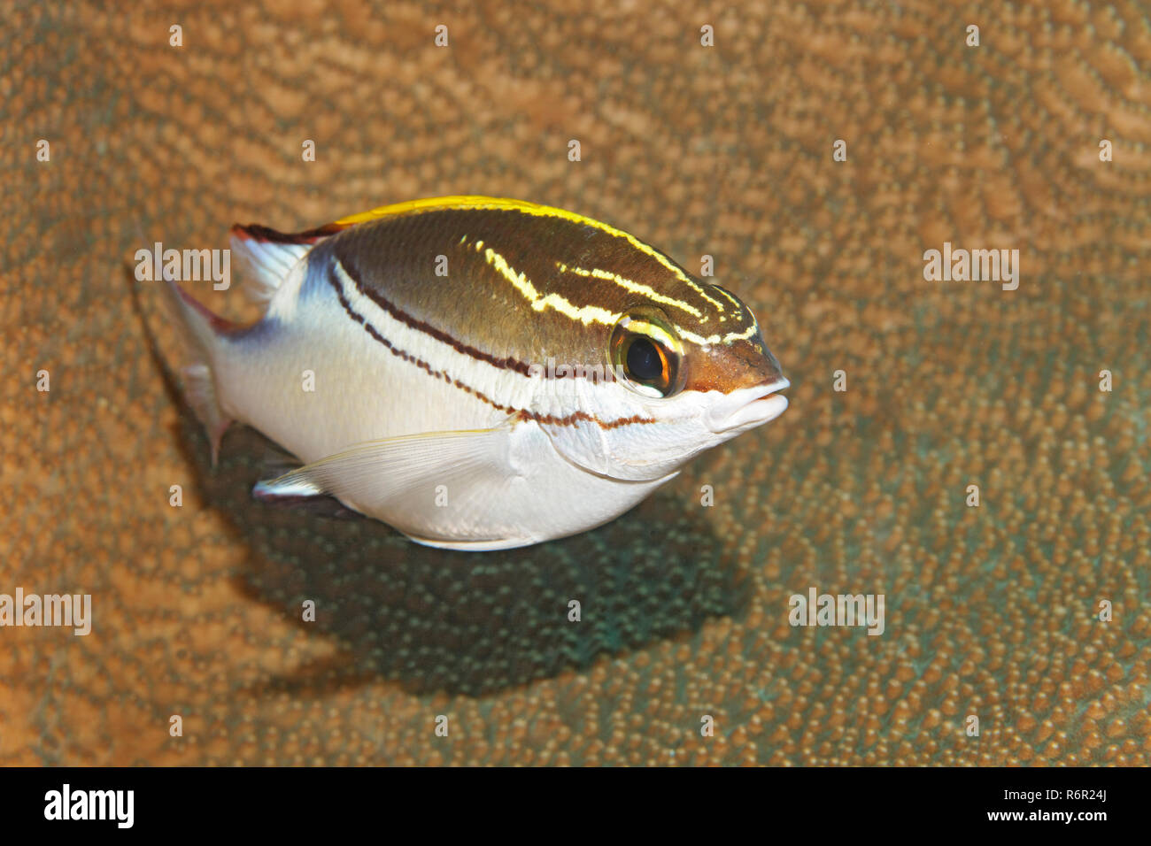 Schärpen Scheinschnapper, (Scolopsis bilineata) schwimmt über Steinkoralle, Saparua, Insel, Molukken, Banda vedere, Pazifik, Indonesien | Due monoc rivestito Foto Stock