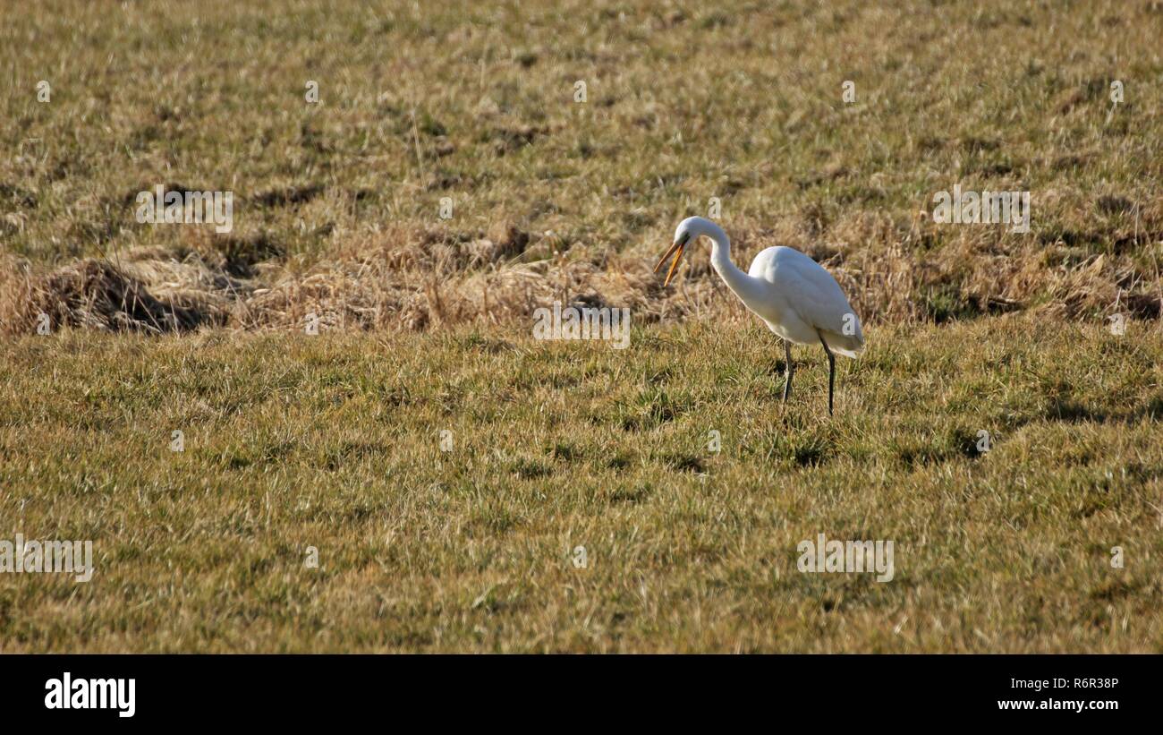 Airone bianco maggiore (Ardea alba) con becco aperto caccia nella prateria Foto Stock