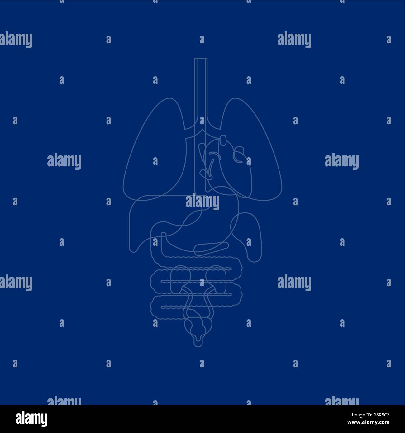 Organi interni X-ray anatomia umana corpo. Cuore e polmoni. Fegato e stomaco. L'esofago e il pancreas. Rene e milza Illustrazione Vettoriale