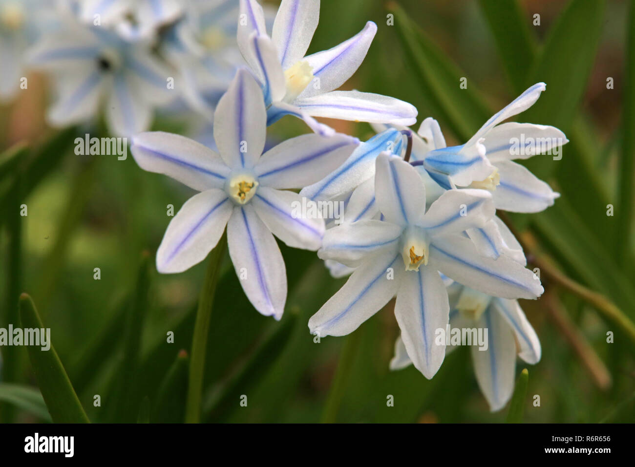 La neve brilla la neve orgoglio o star giacinto chionodoxa luciliae Foto Stock