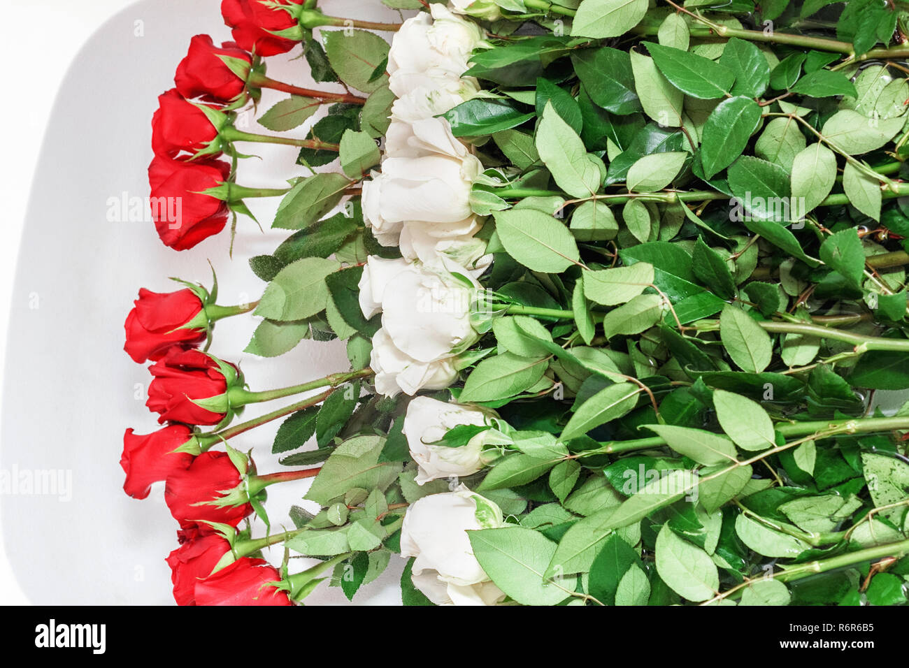 Rosse e rose bianche in bagno per il buon umore Foto Stock