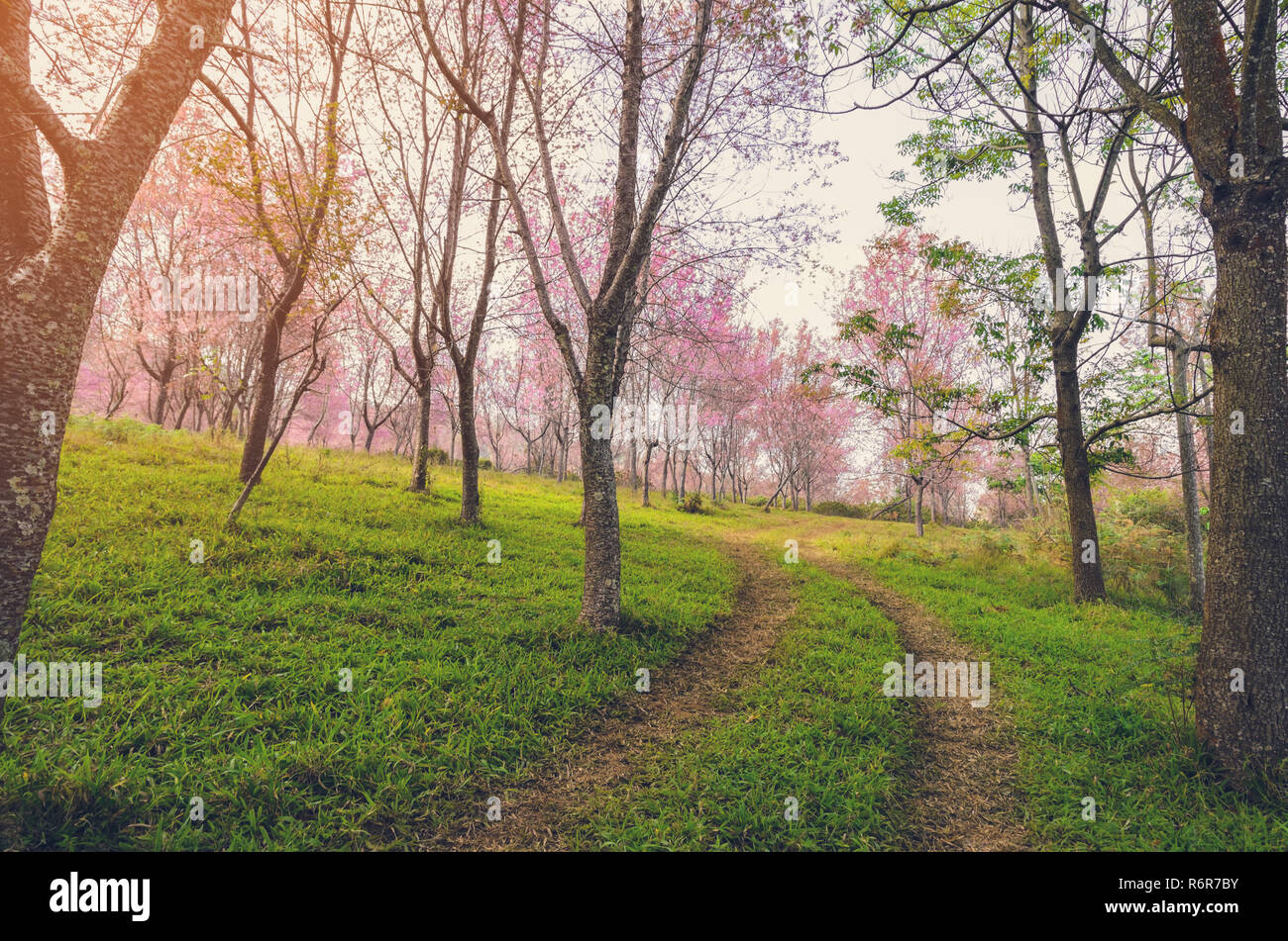 Il sentiero che conduce al Wild Himalayan cherry blossom foresta in Thailandia Foto Stock