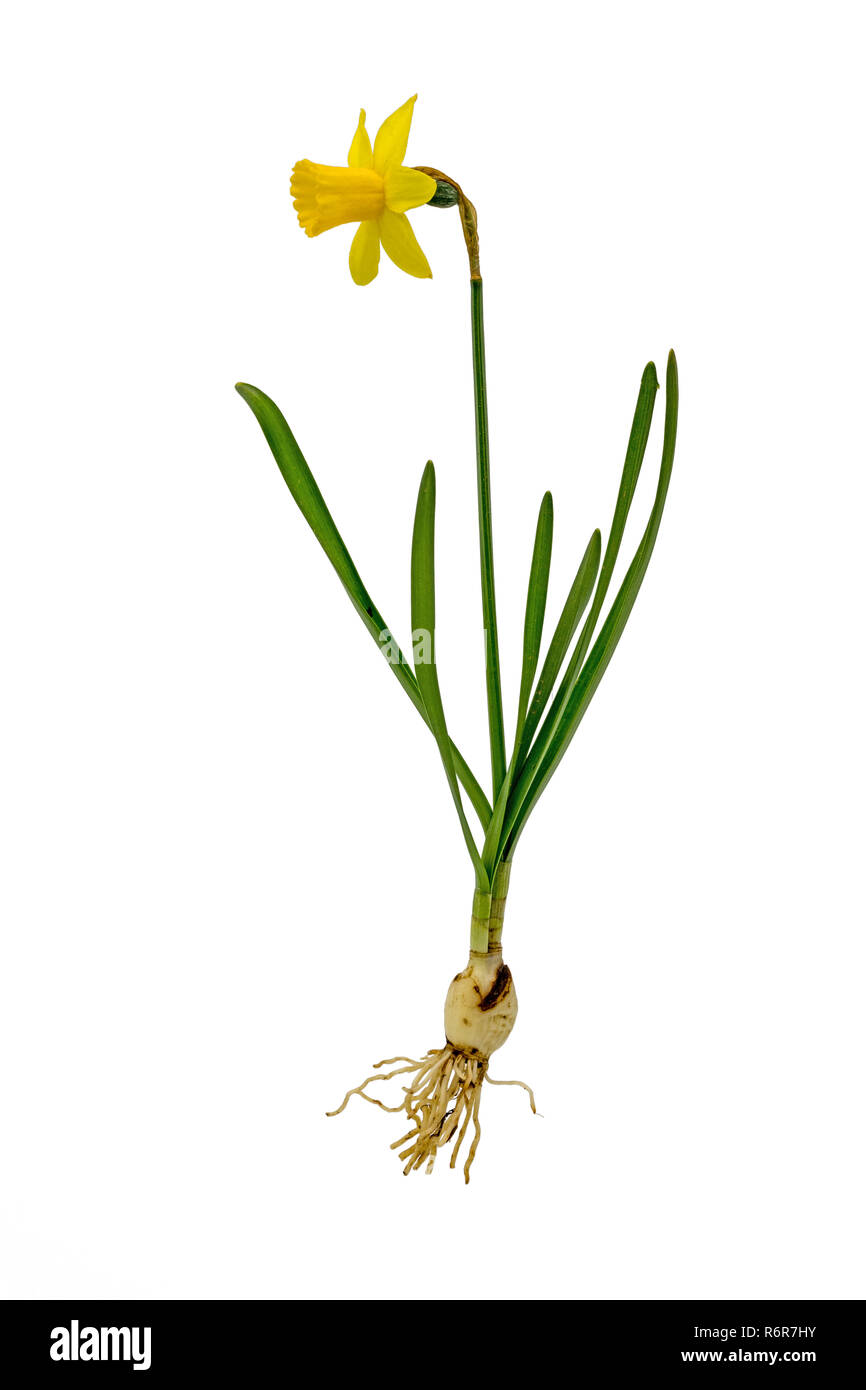 Giallo / daffodil daffodil con cipolla e fiore isolato su bianco Foto Stock
