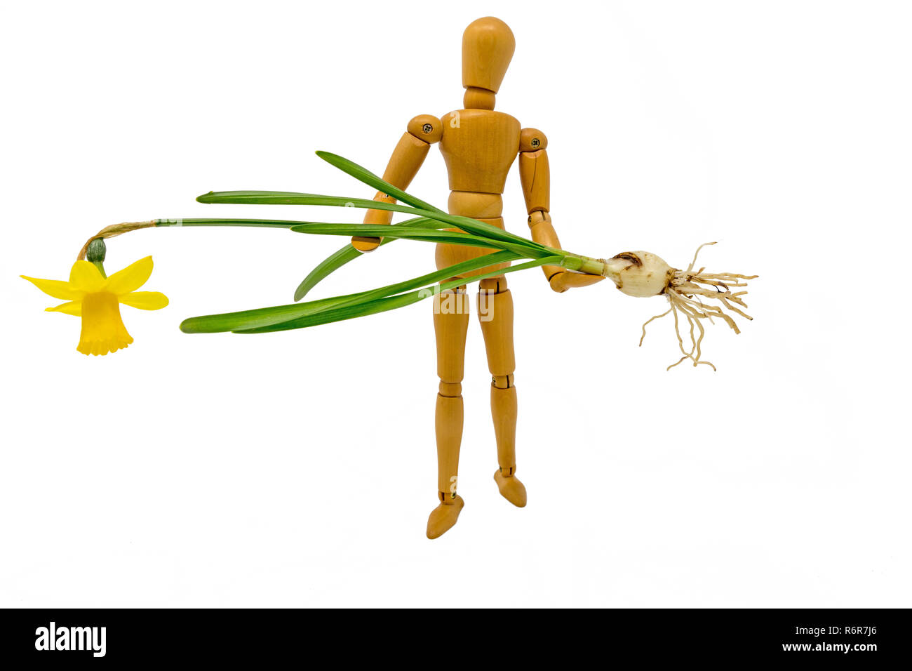 Completare i narcisi in fiore e la cipolla è portato da una figura in legno Foto Stock