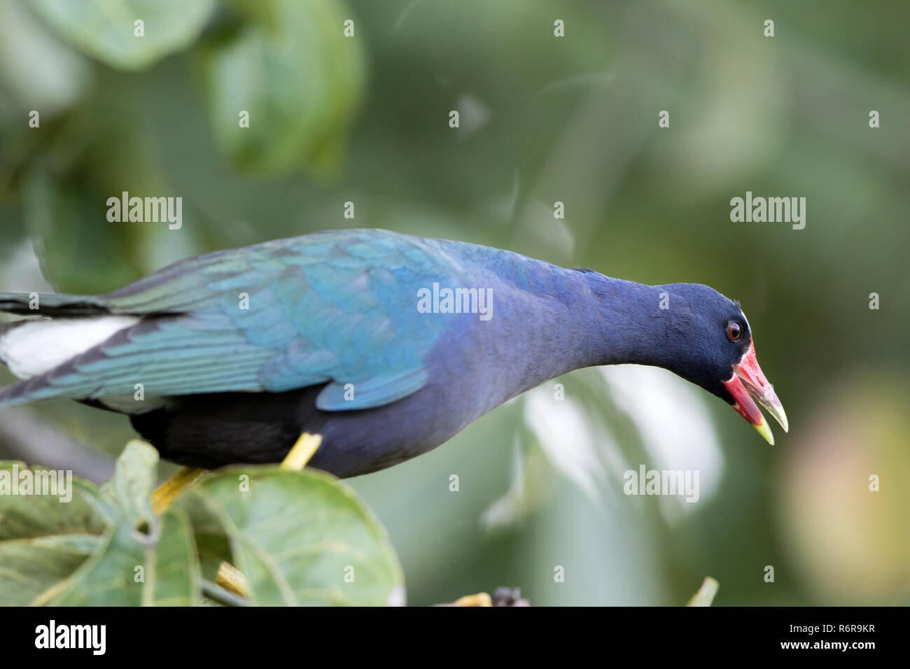 Pollo Sultano (Porphyrio martinicus) Foto Stock