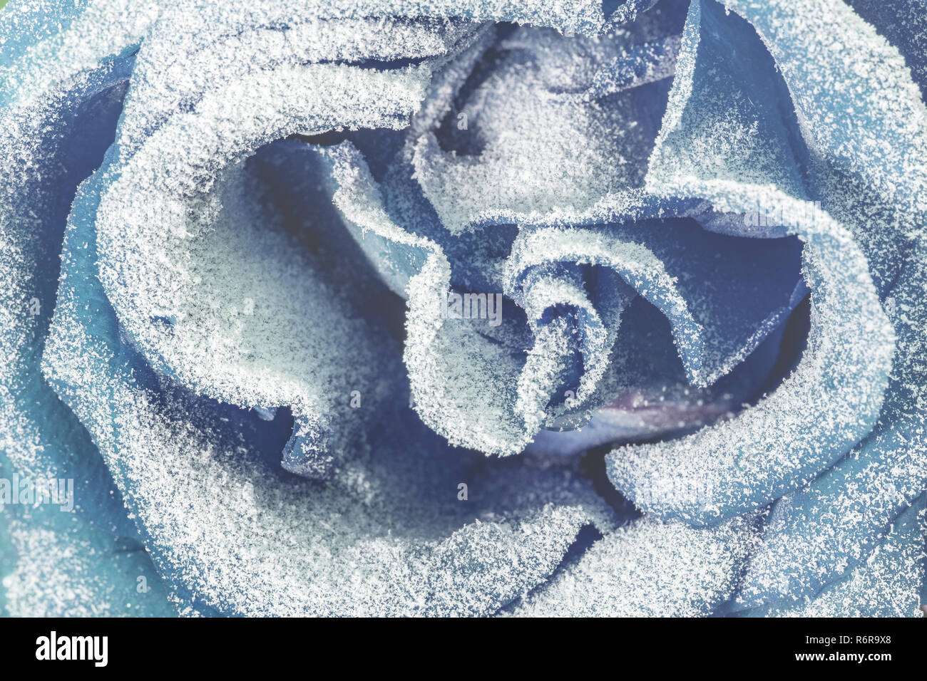 Rosa Blu coperto di neve. Foto Stock