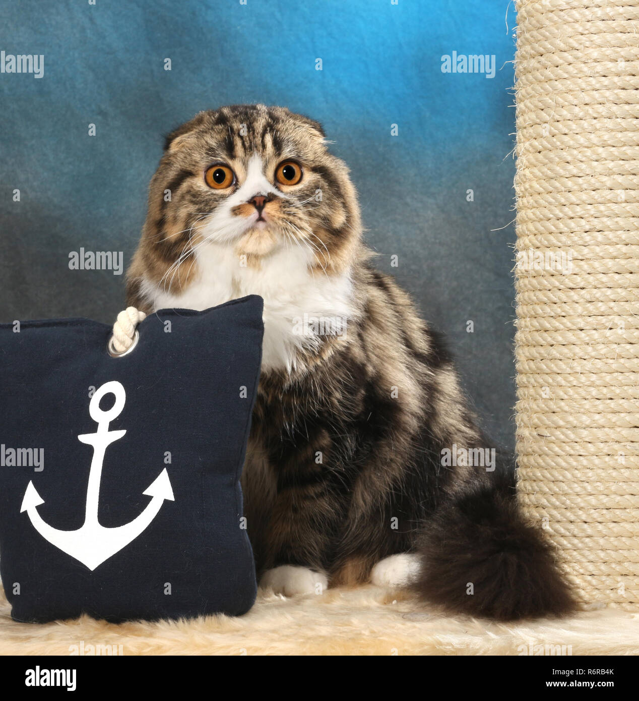 Highland fold, nero tabby bianco (classic), seduto su un cuscino Foto Stock