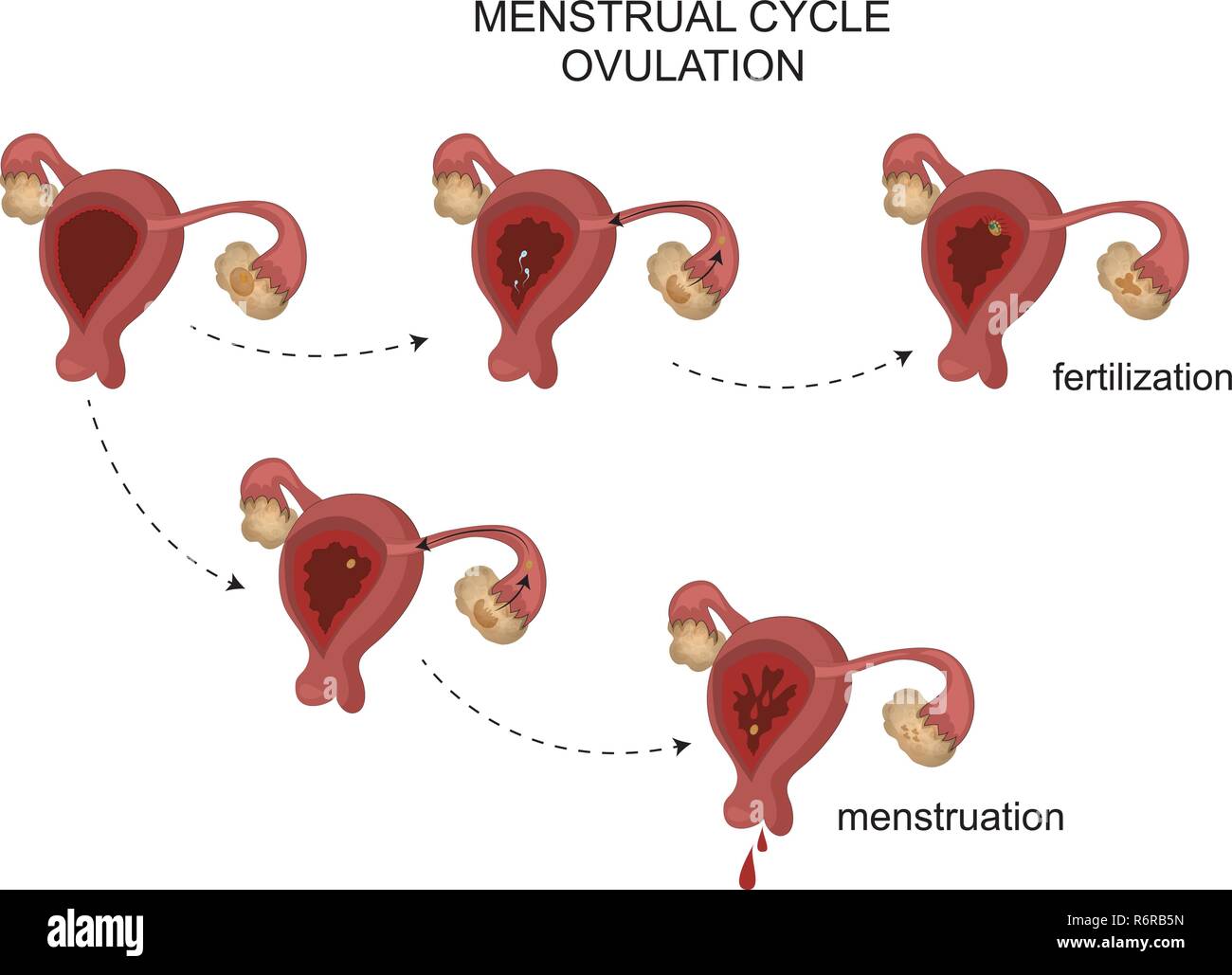 Illustrazione vettoriale di organi riproduttivi femminili. Ciclo mestruale. Illustrazione Vettoriale