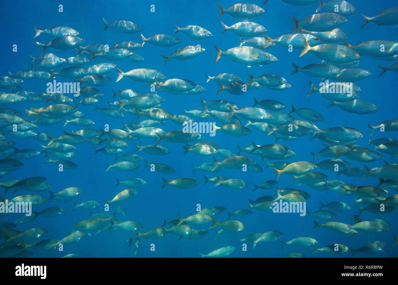 Scuola di pesce salpe porgy, Sarpa salpa, subacquea nel mare mediterraneo, Isole Medes, Costa Brava, Spagna Foto Stock