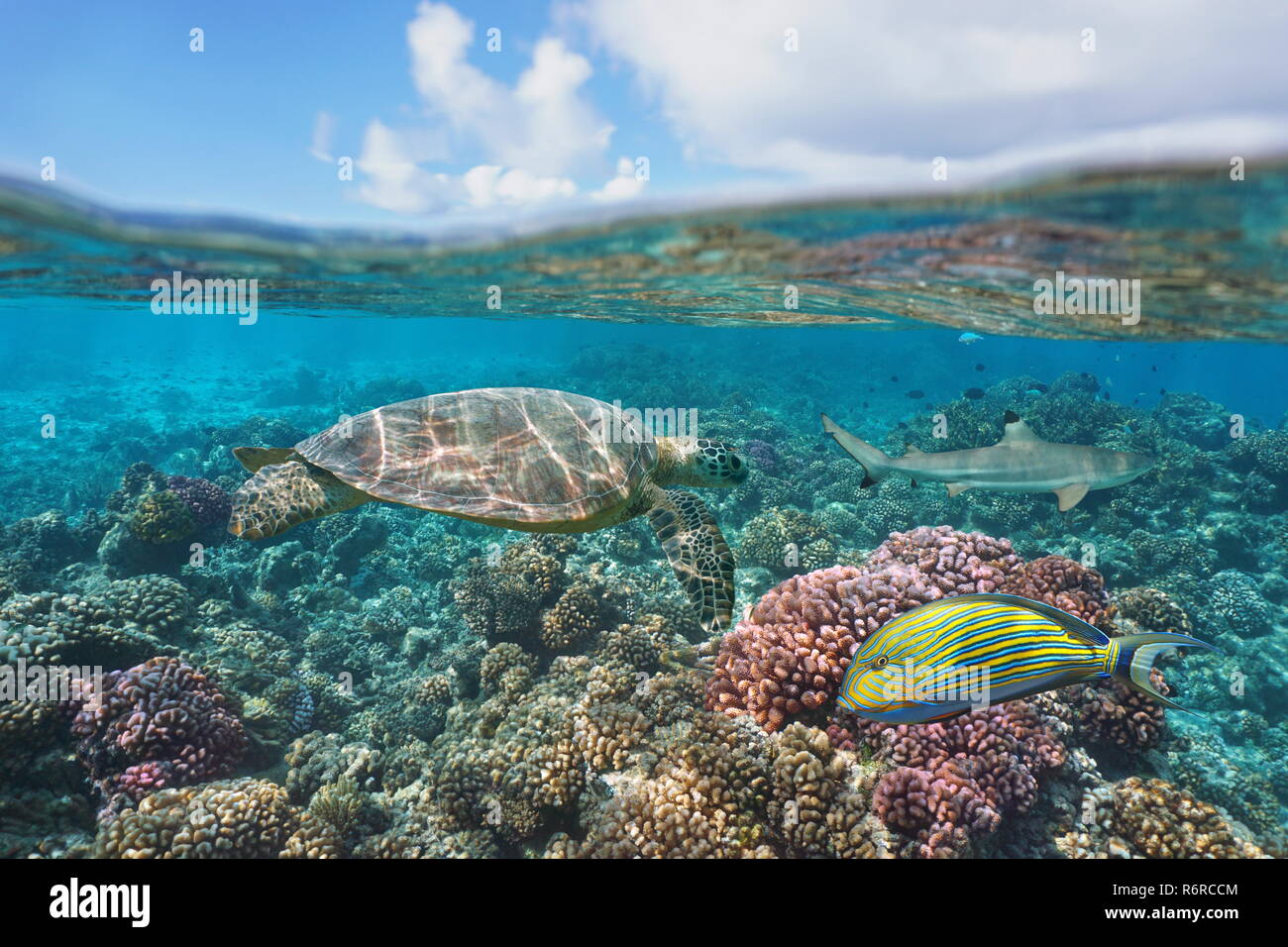 Una tartaruga verde su una barriera corallina con pesce subacquea, vista suddivisa al di sopra e al di sotto della superficie dell'acqua, Bora Bora, Polinesia francese, oceano pacifico Foto Stock