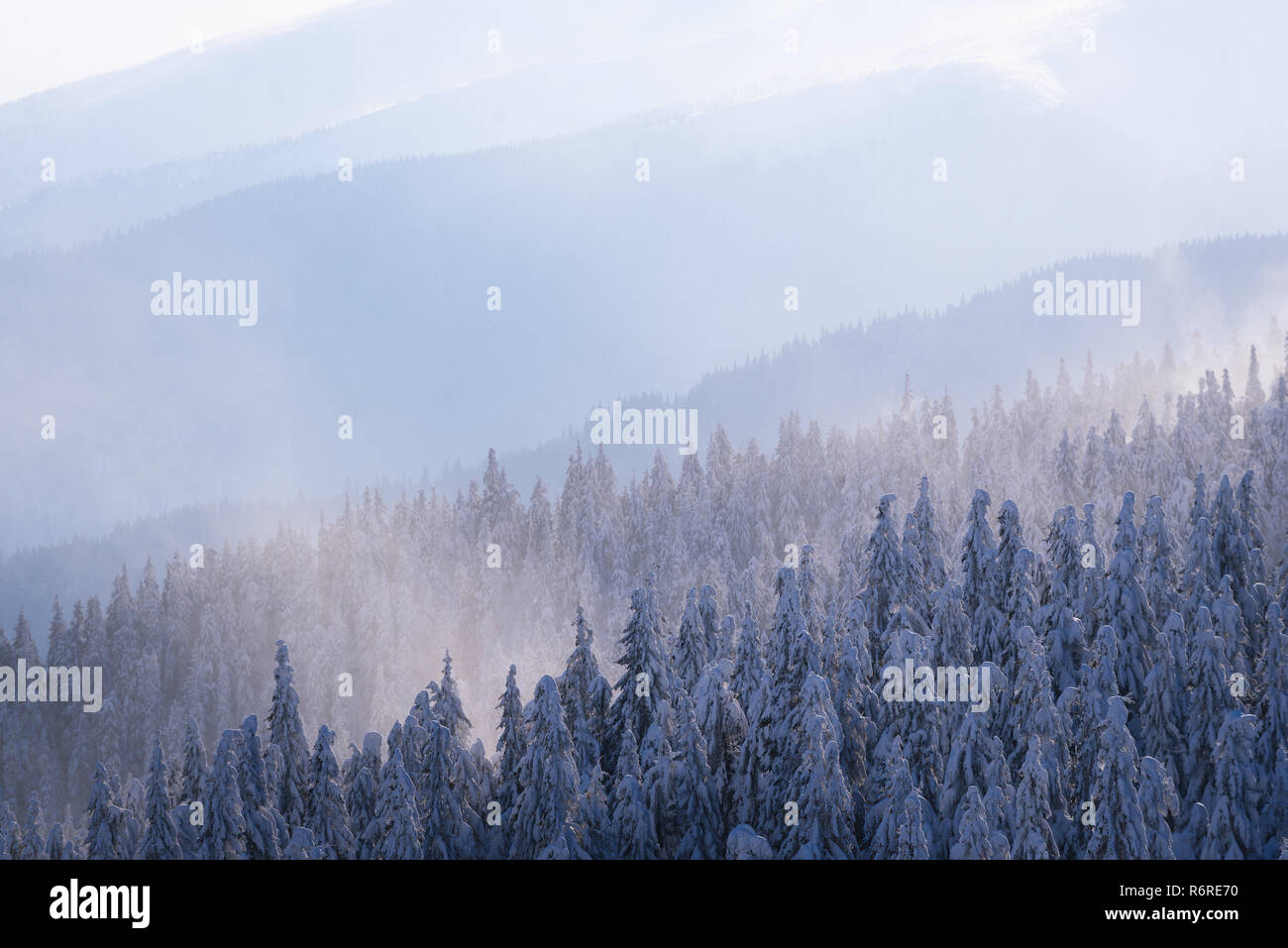 Misty Hills in inverno. La foresta di abete rosso sulle pendici dei monti. Sfondo naturale Foto Stock
