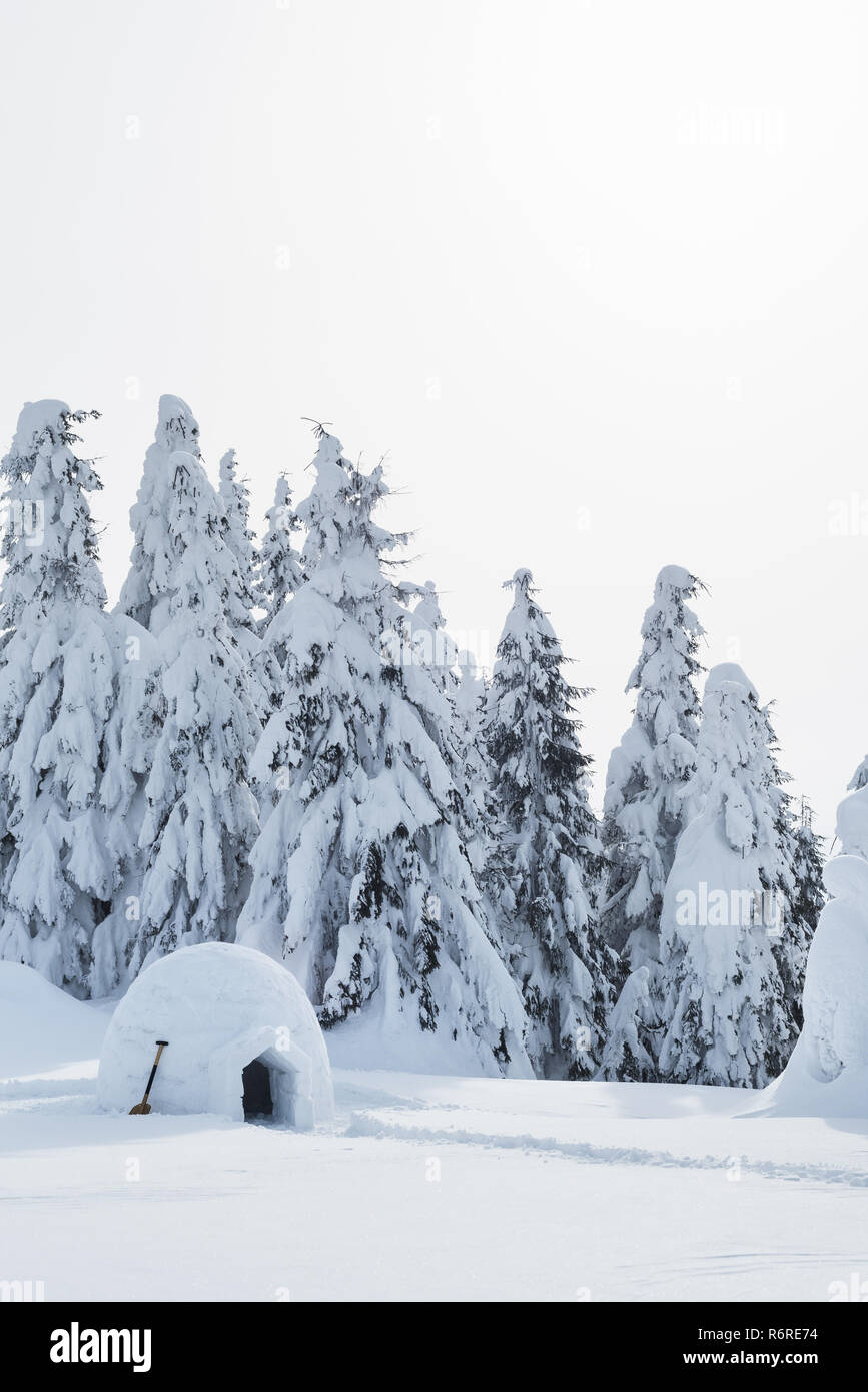 Bianco neve in inverno il bosco di abete rosso. Igloo da neve al riparo i turisti in escursione invernale Foto Stock