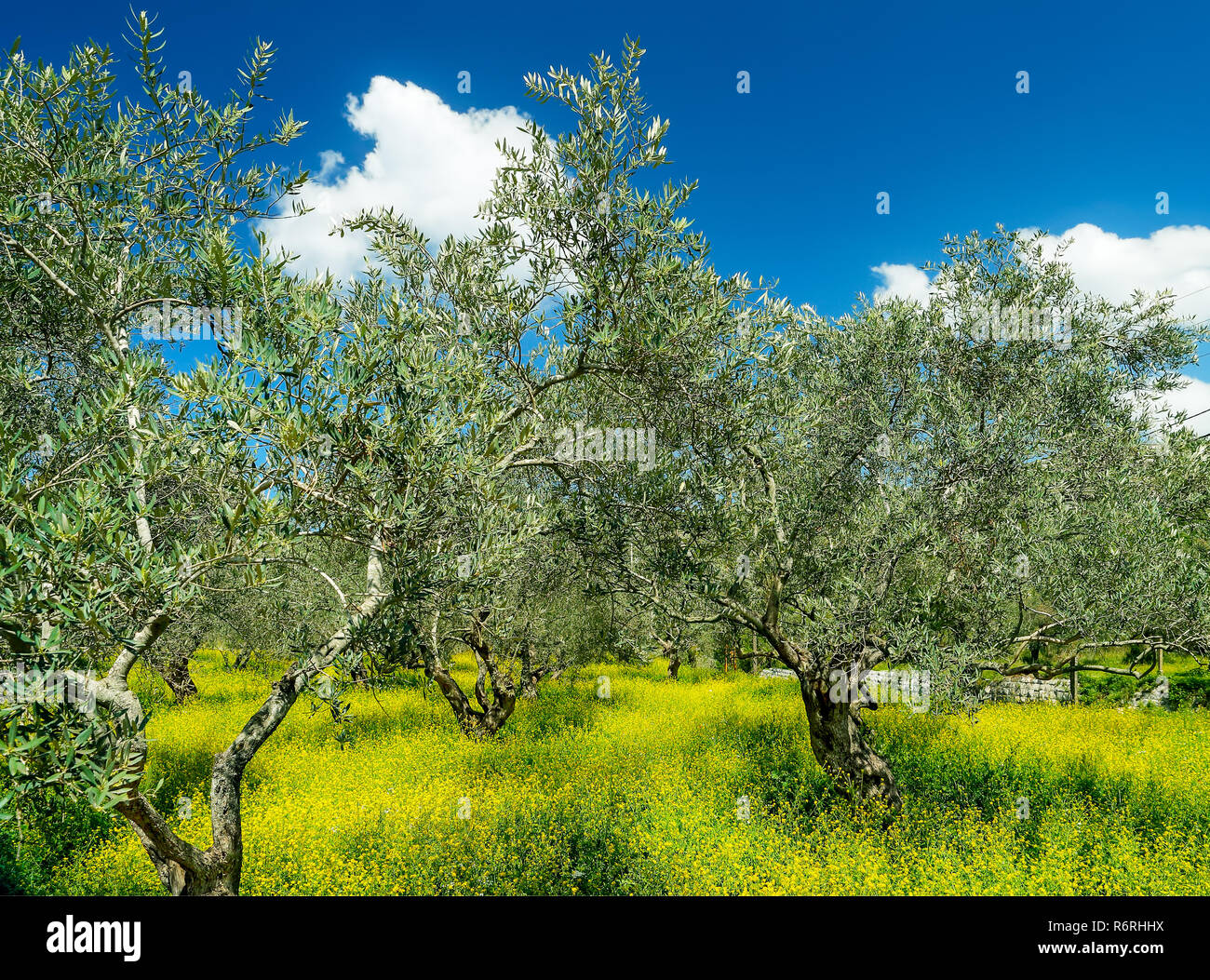 Bella olive garden Foto Stock