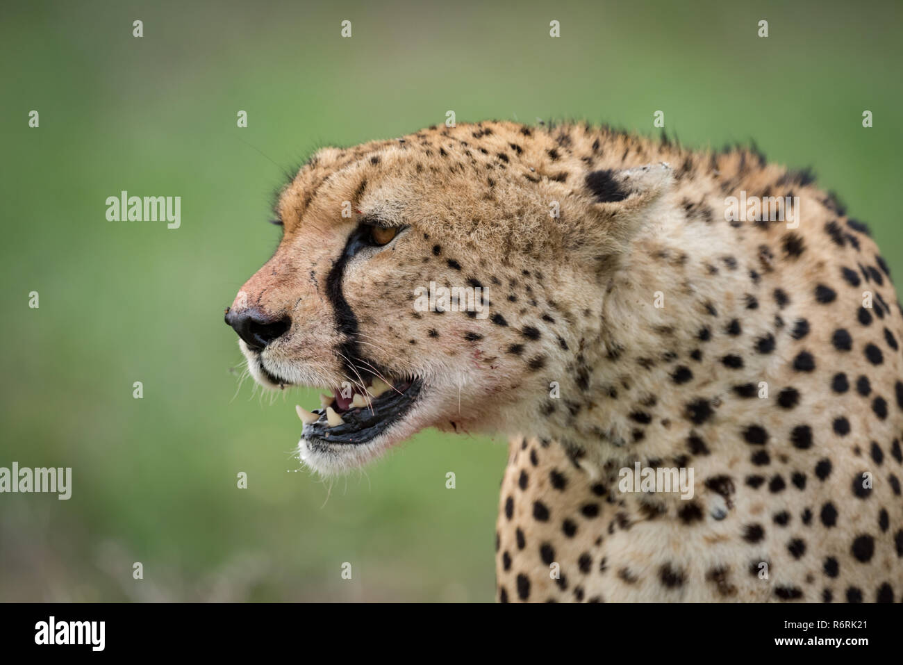 Close-up di testa di ghepardo circondato da mosche Foto Stock