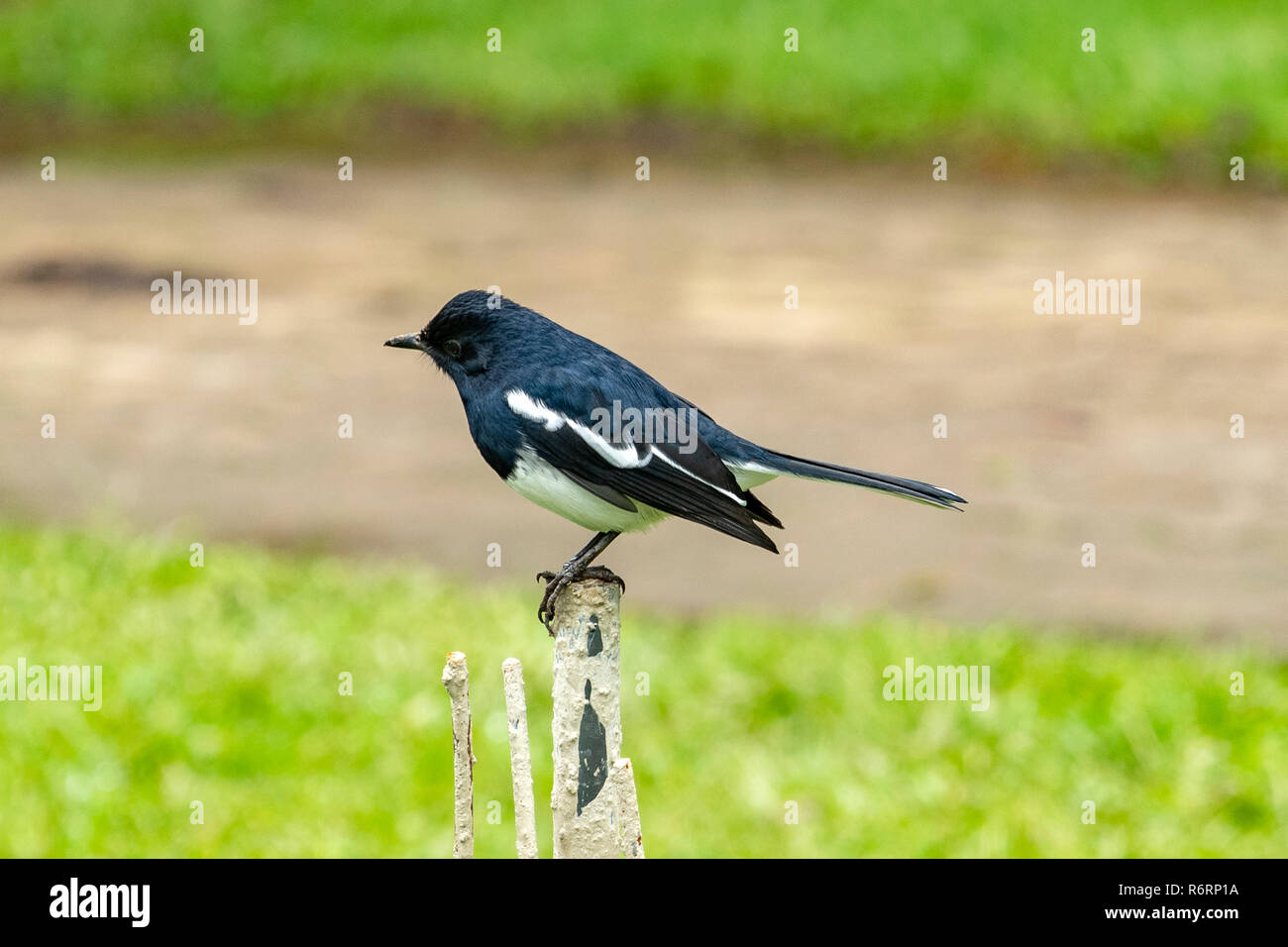 Oriental Magpie Robin, Copsychus saularis presso Nuwara Eliya, Sri Lanka Foto Stock