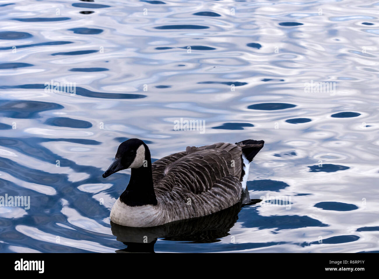 Canada Goose nuotare nel lago Bedfont Foto Stock