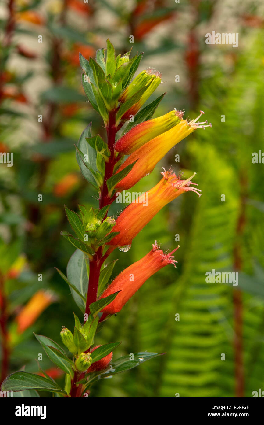 Cuphea micropetala alti e impianto di sigari Foto Stock