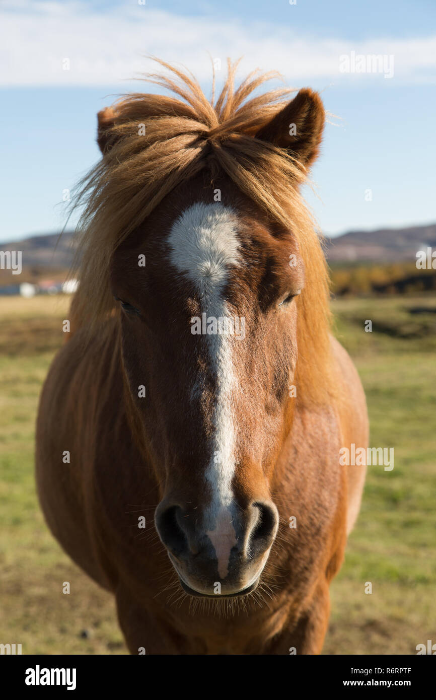 Cavalli islandesi pascolano nei campi di Islanda Foto Stock