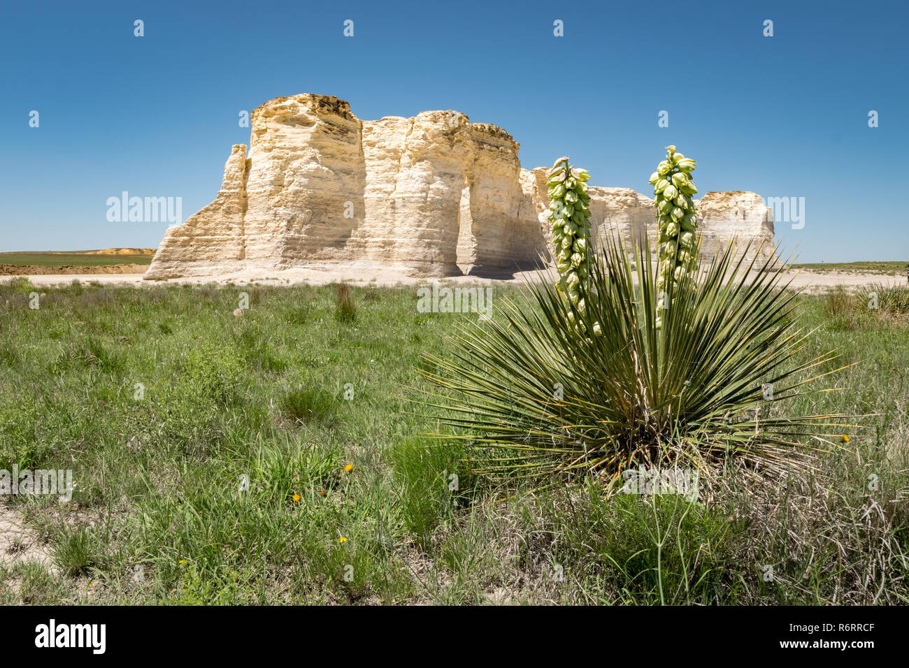 Monument Rocks formazioni di gesso e pianta yucca sotto il cielo blu Foto Stock