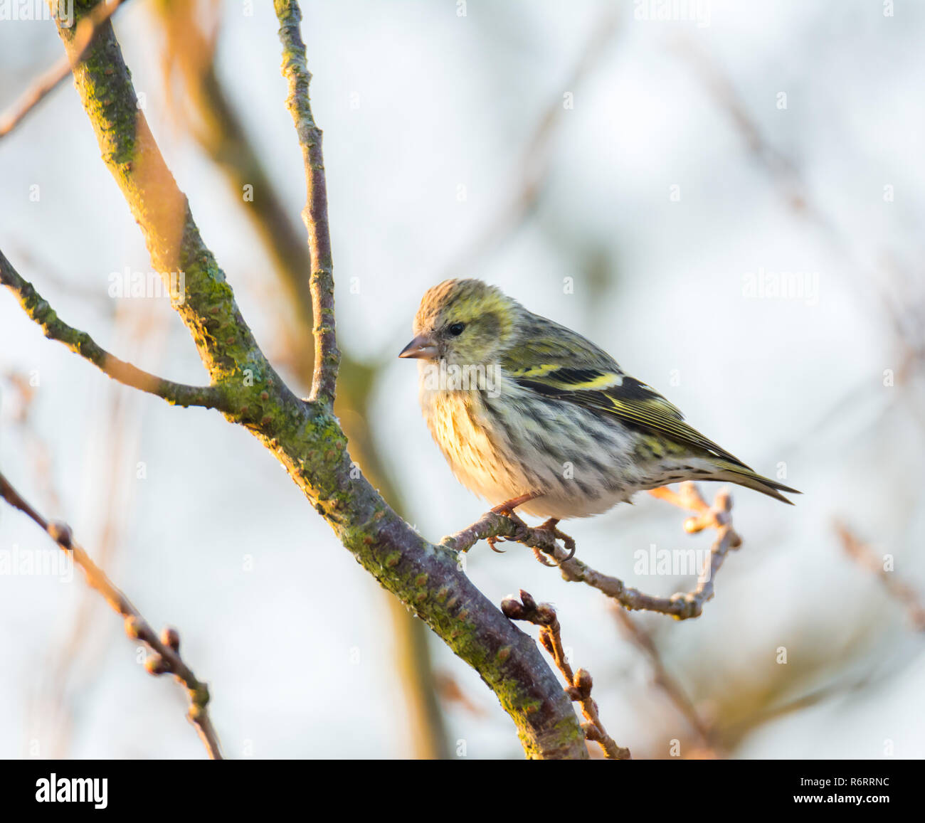 Femmina nera con testa di cardellino Foto Stock
